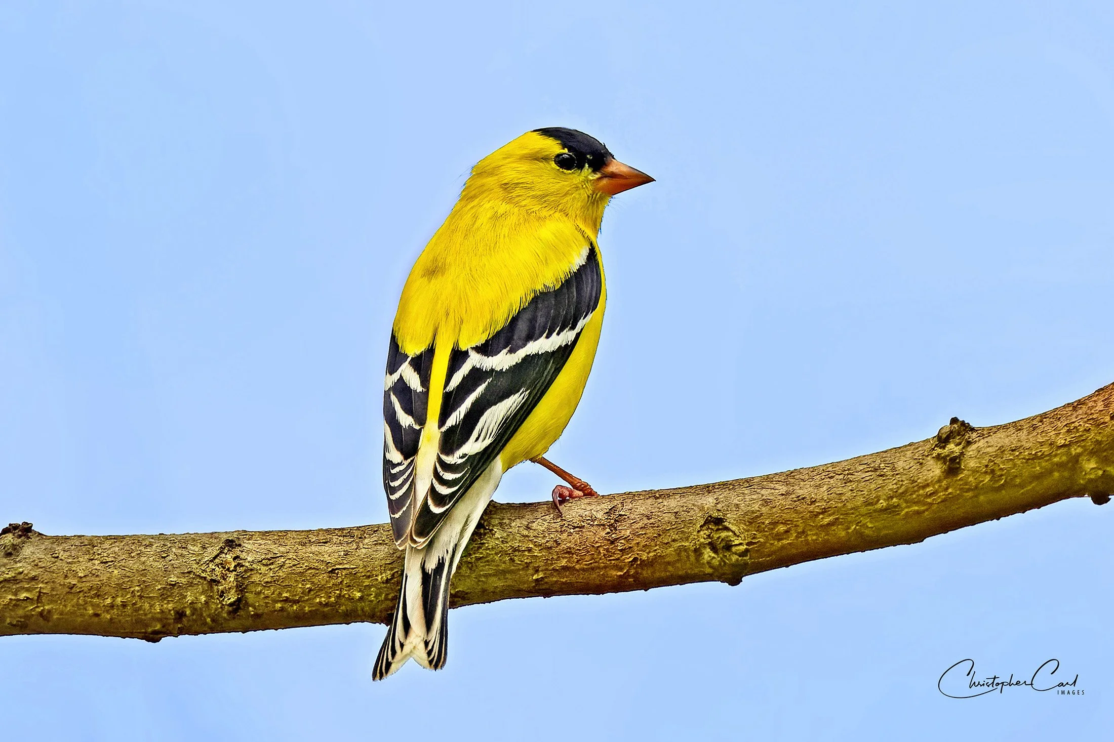 american goldfinch swan preserve portrait .jpg