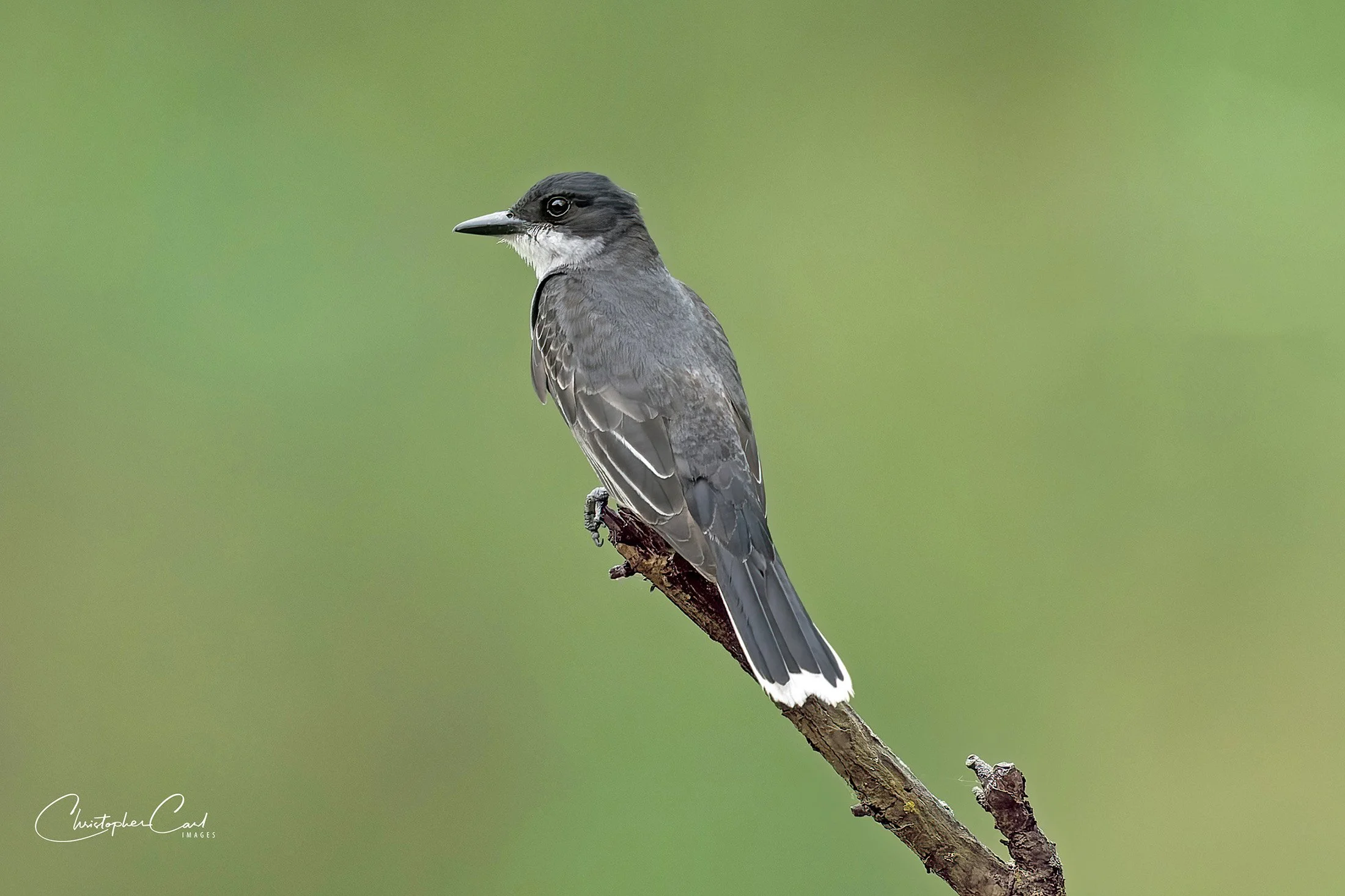 eastern kingbird cro perched 7.jpg