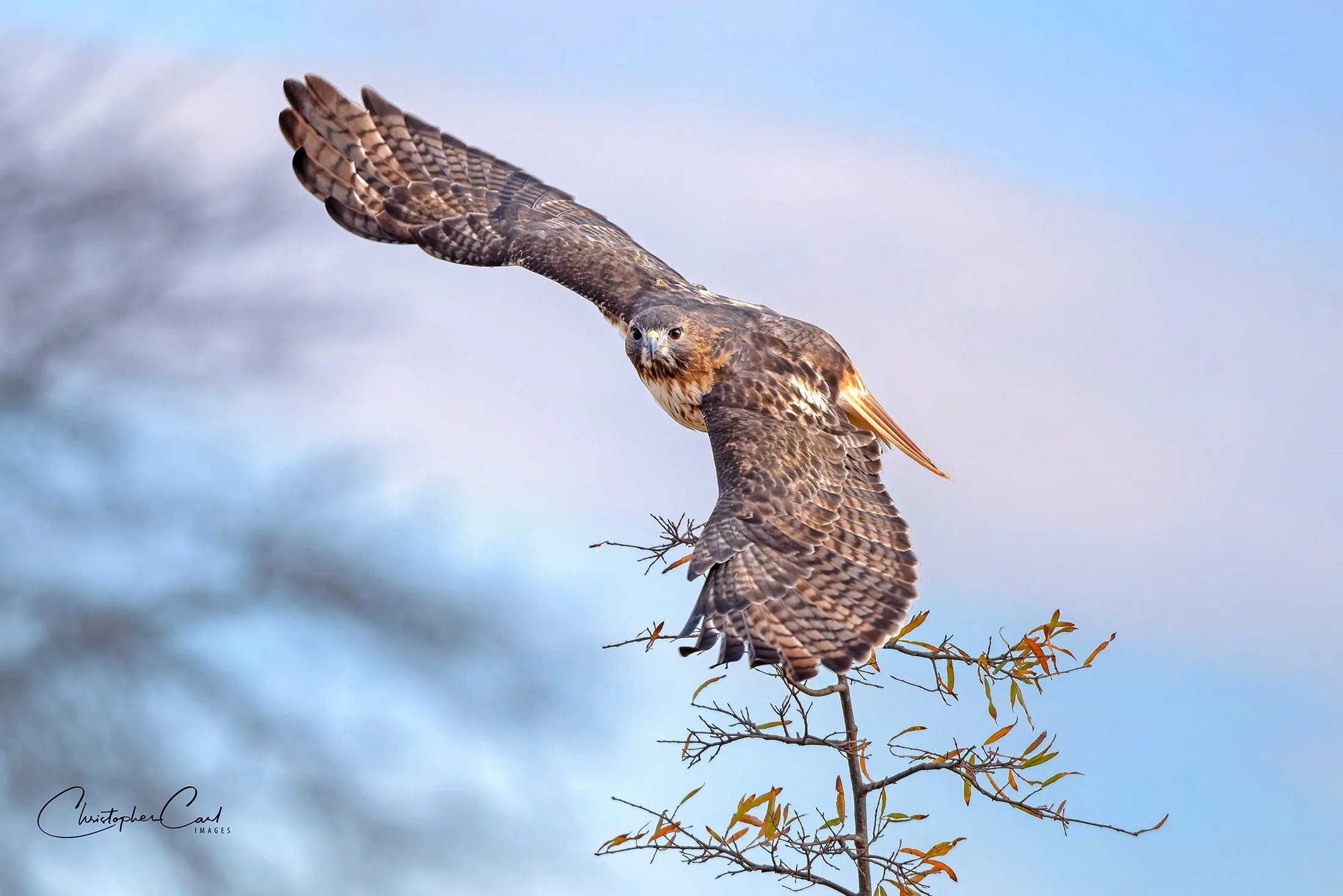 red tailed launch sunken 2024 1.jpg