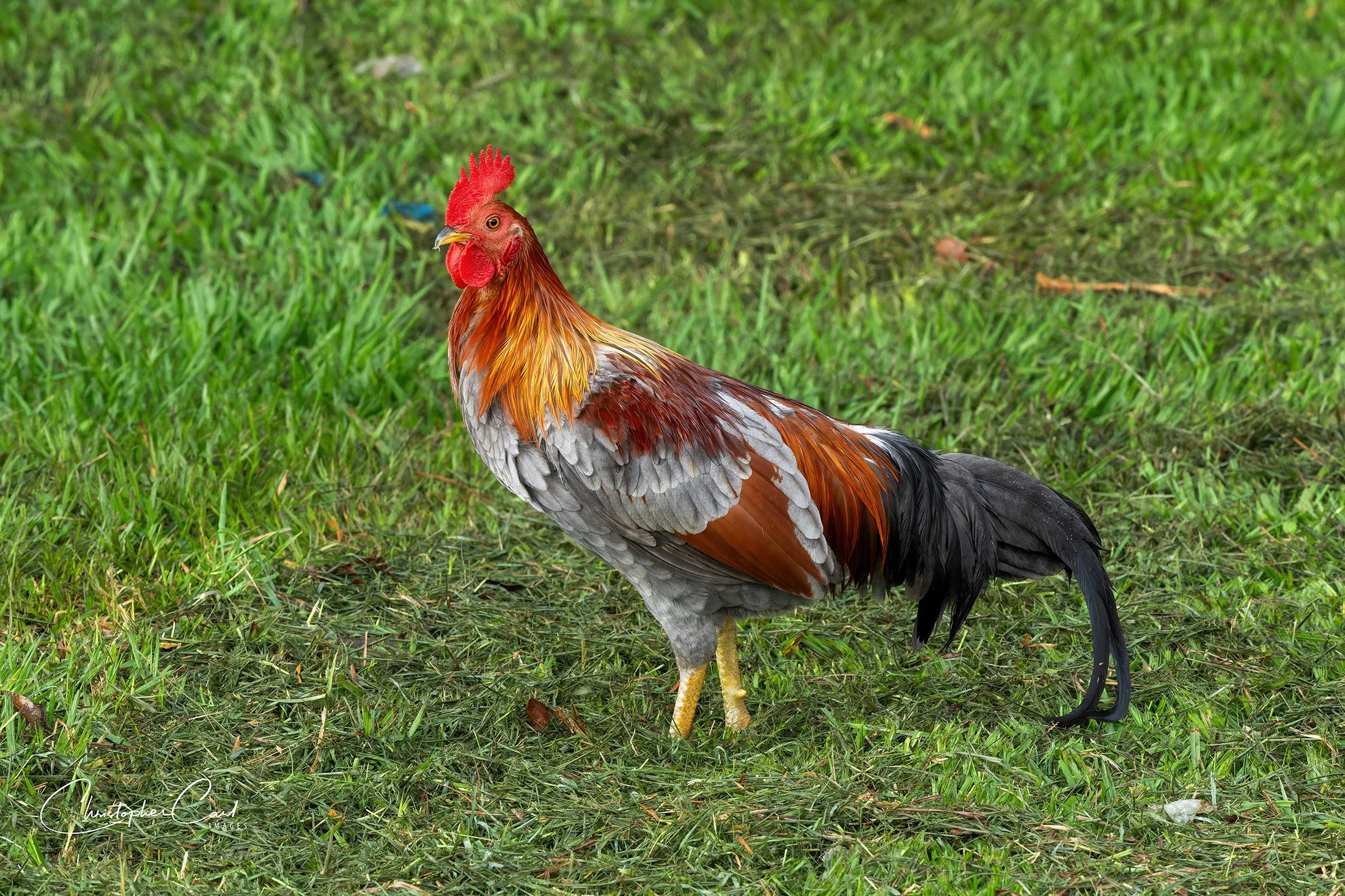 gallo cholos 2024 7.jpg