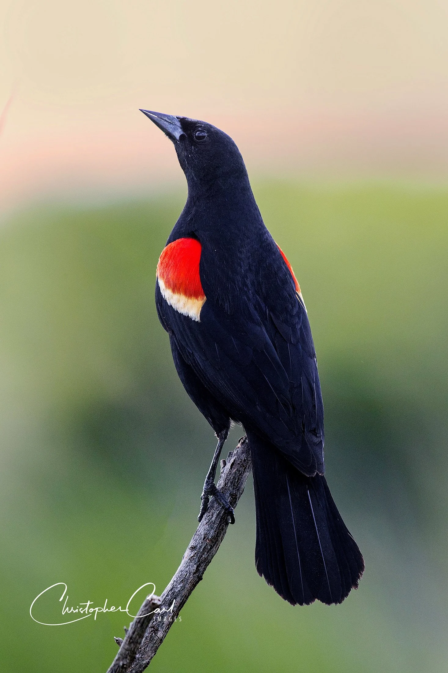 RWBB oceanside portrait.jpg