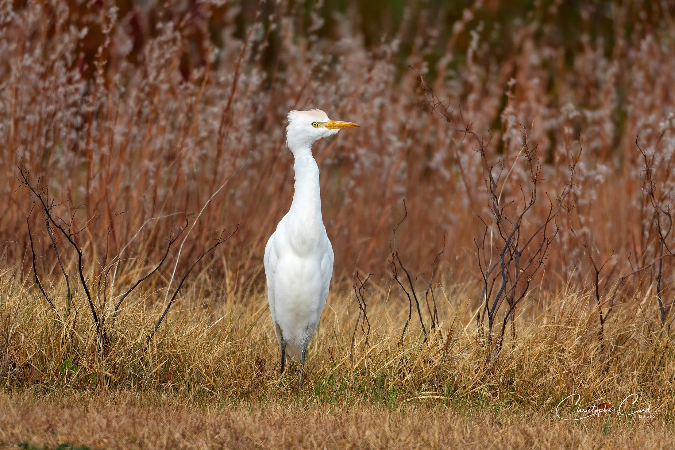 cattle egret fbf 2025 2.jpg