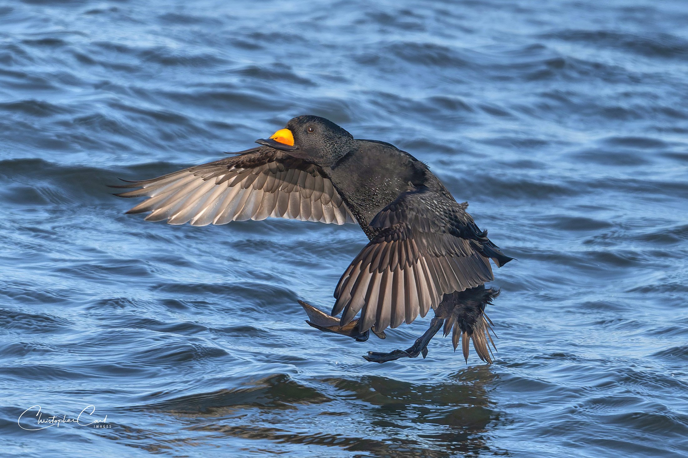 black scoter drake flight shin 2025 18.jpg