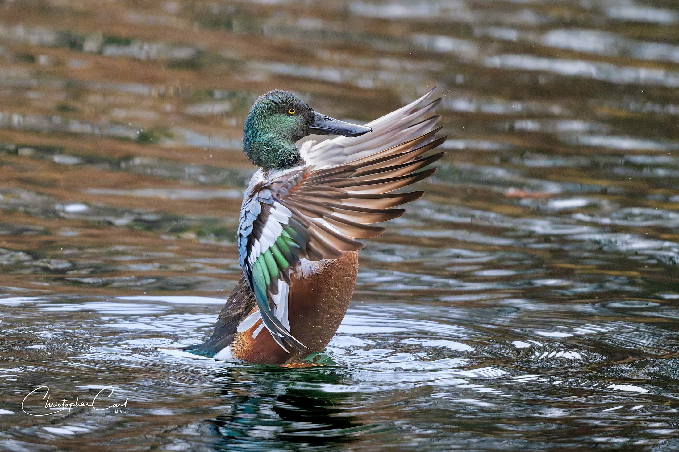 northern shoveler drake oak 2025 3.jpg