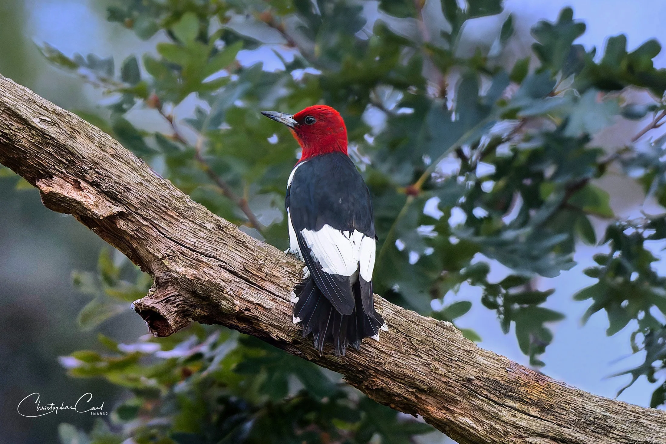 red headed woodpecker jones pond 2025 11.jpg