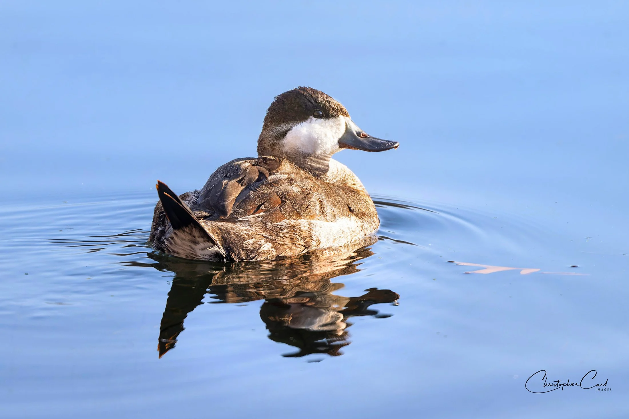 ruddy duck oak 2025 15.jpg