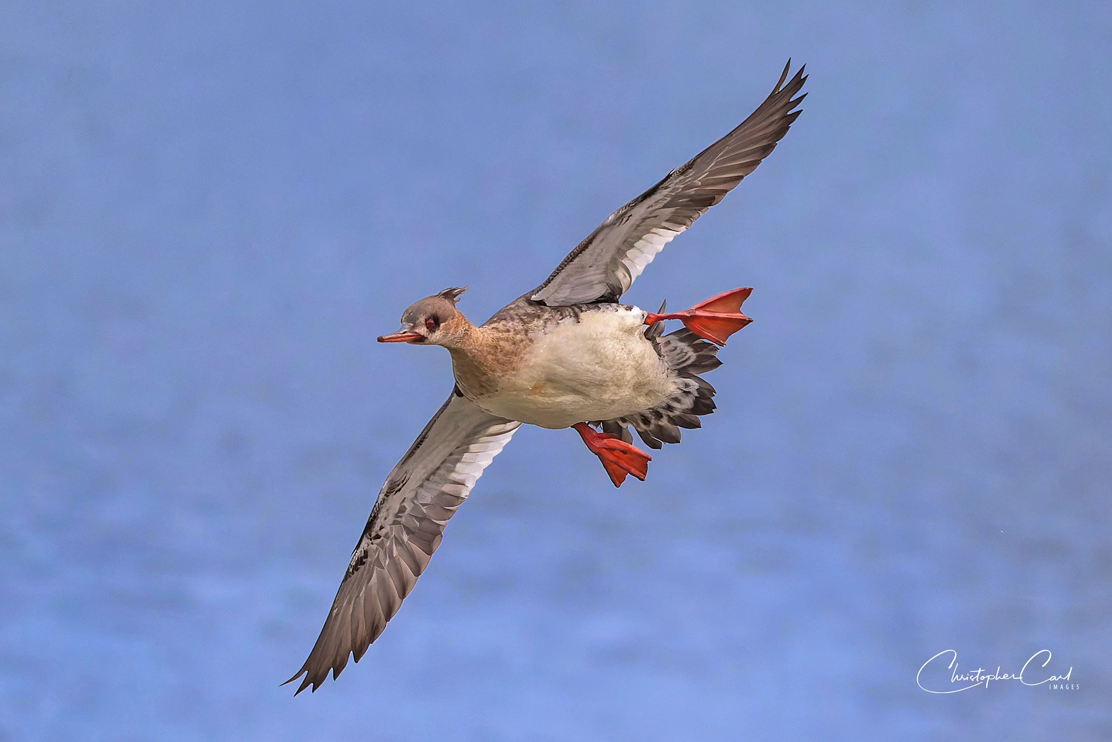 red breasted merganser flight 2026 7.jpg