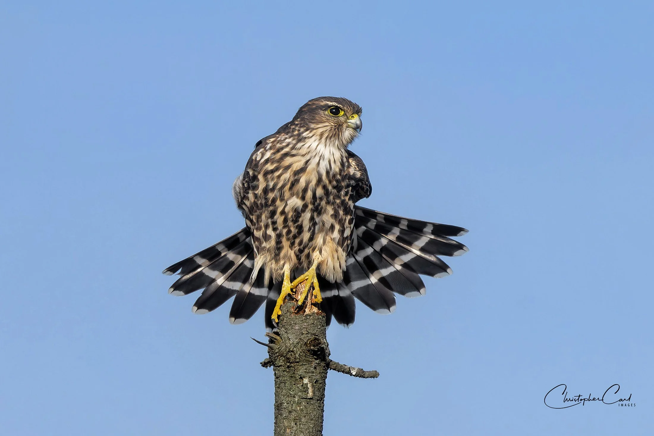 merlin perched bobby mo 2025 33_1.jpg