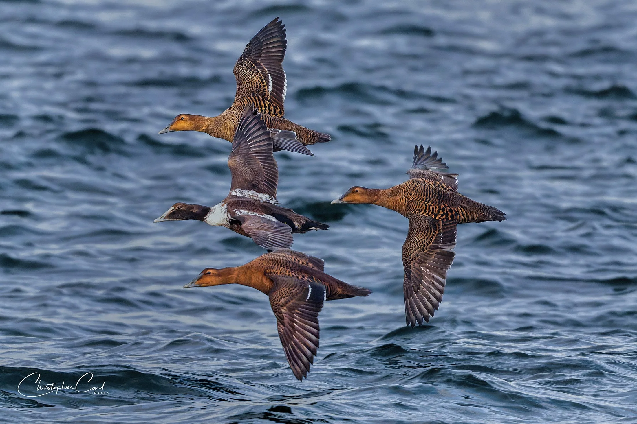 common eiders  flight shin 2026 8.jpg