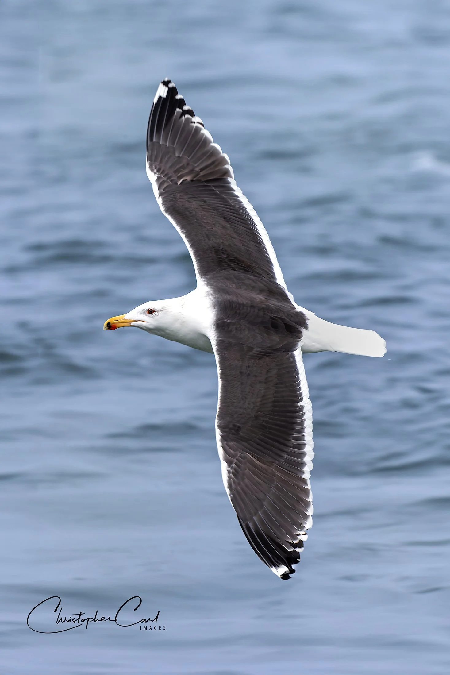 great black backed gull shin wings 1.jpg