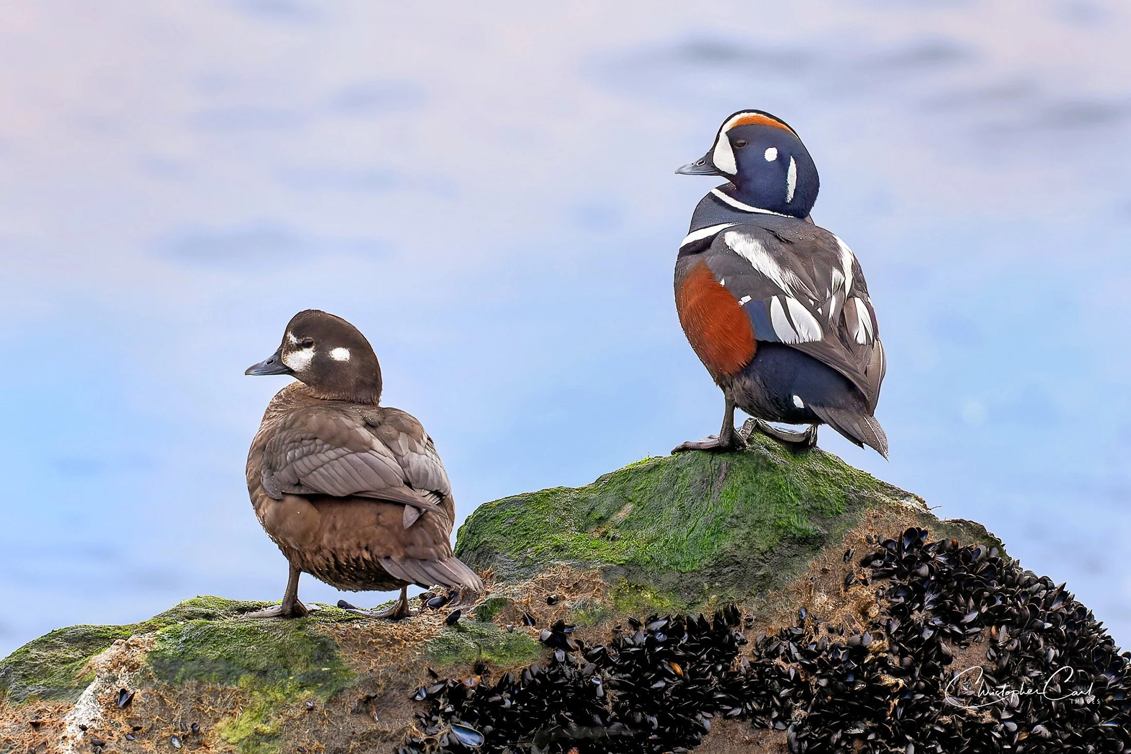 harlequin pair rocks 6.jpg
