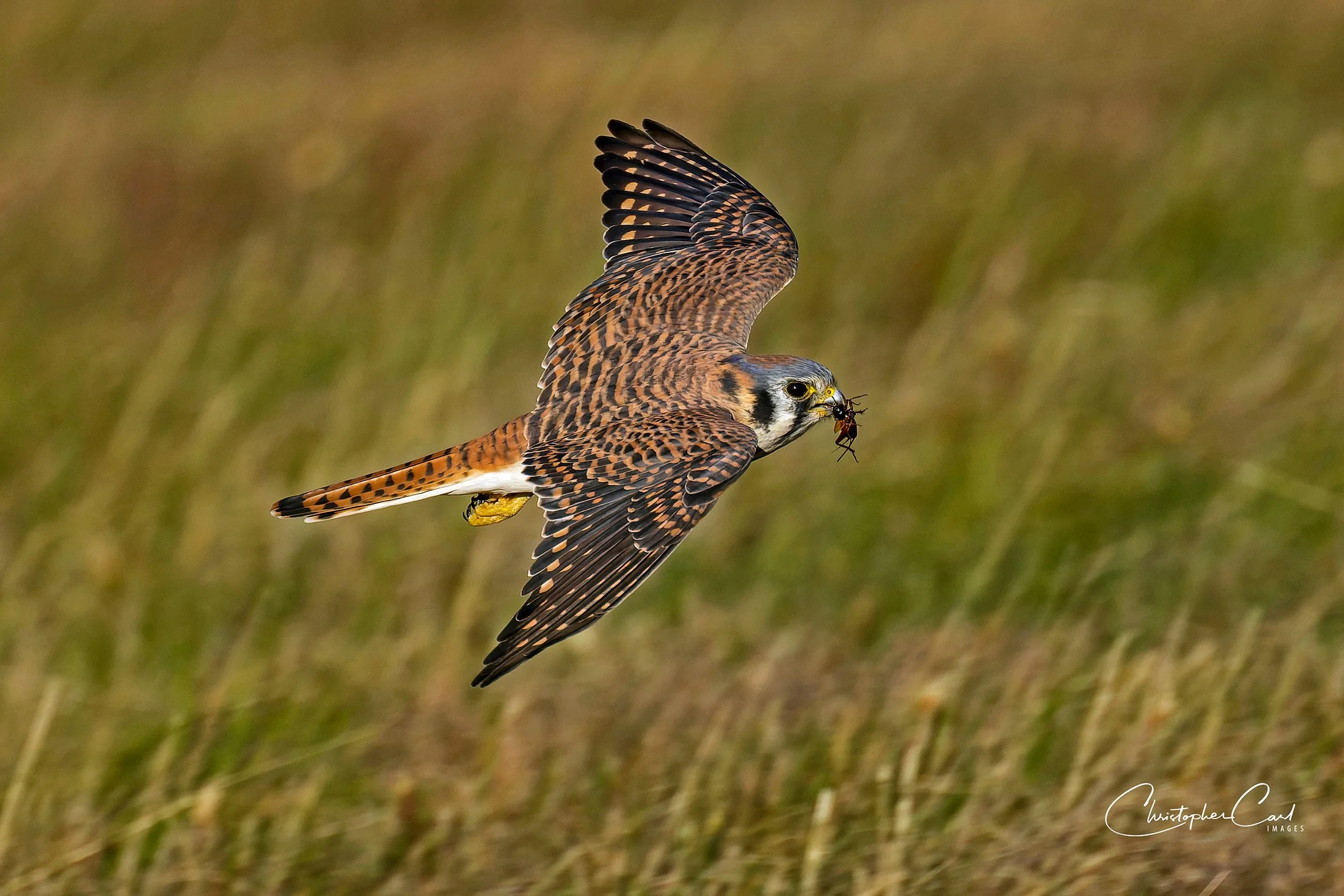 kestrel with cricket fbf 2.jpg