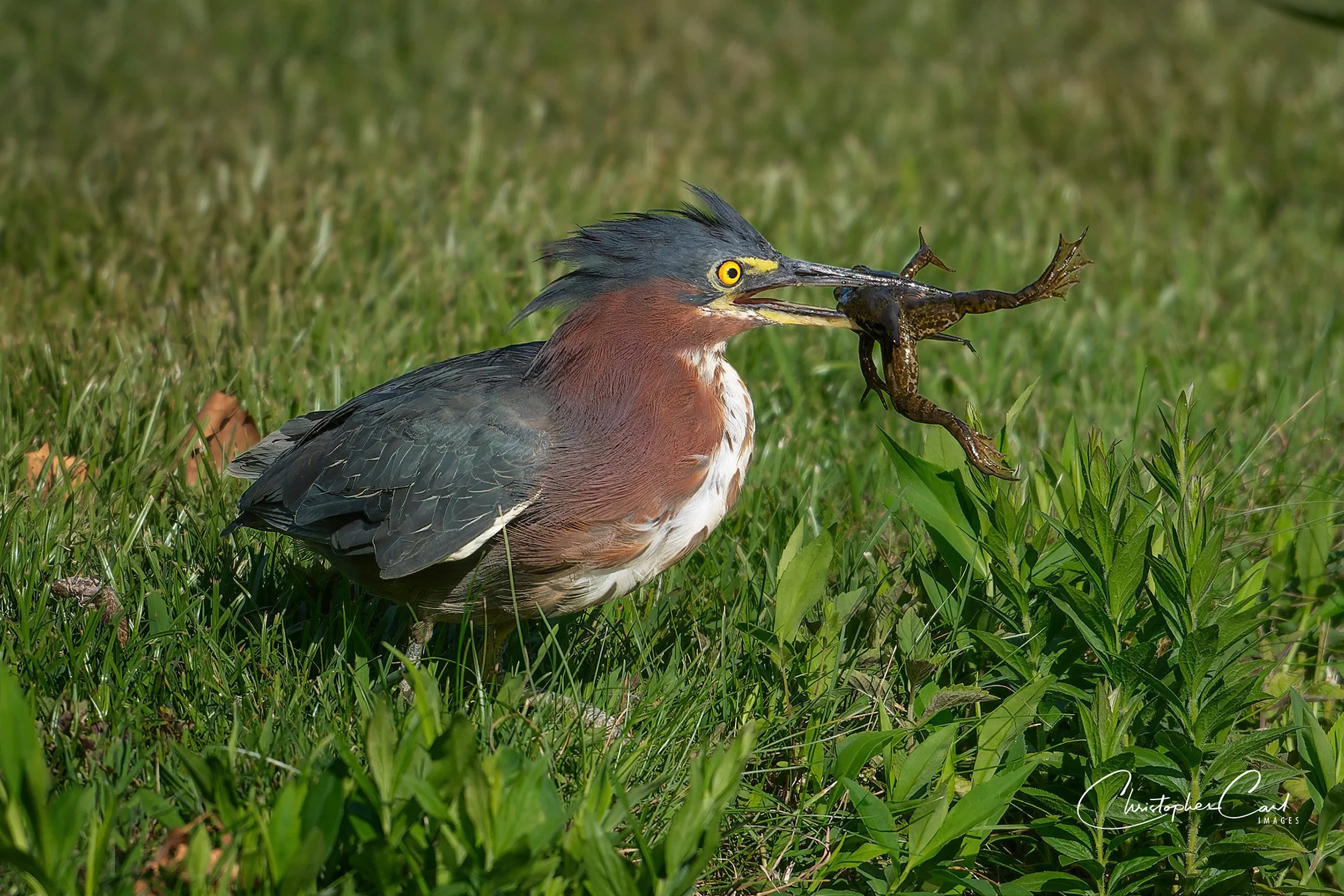 green heron frog wading river 2025 8.jpg