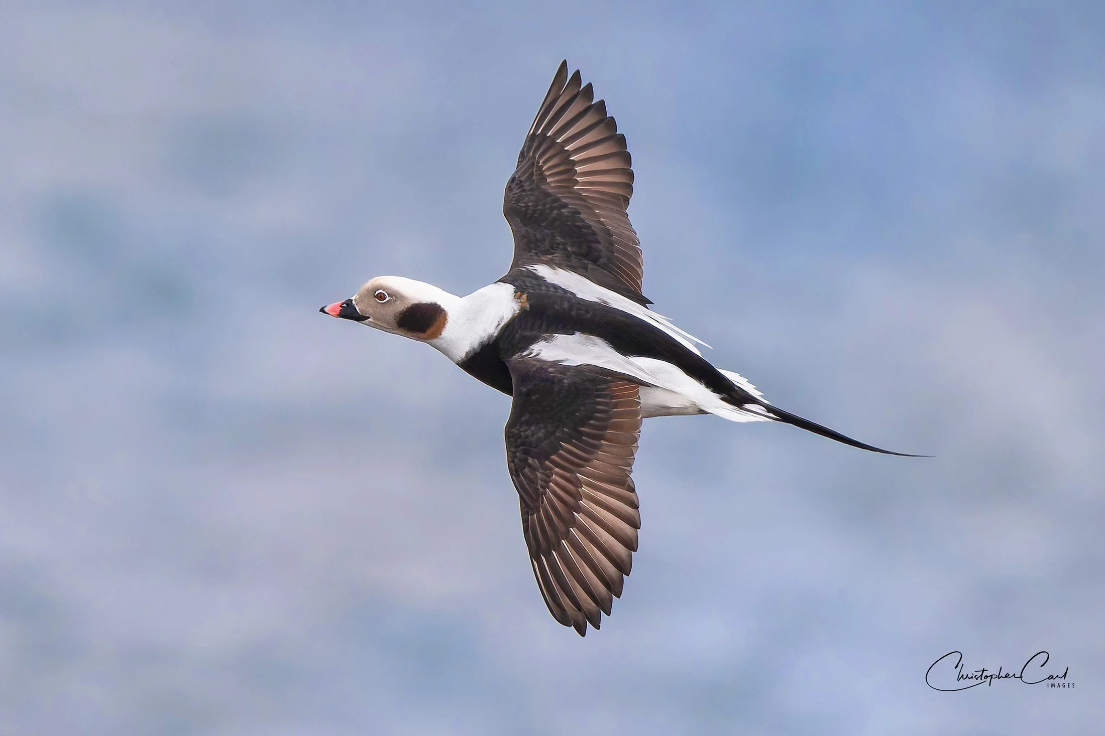 long tailed duck flight top sunken 2025 6.jpg