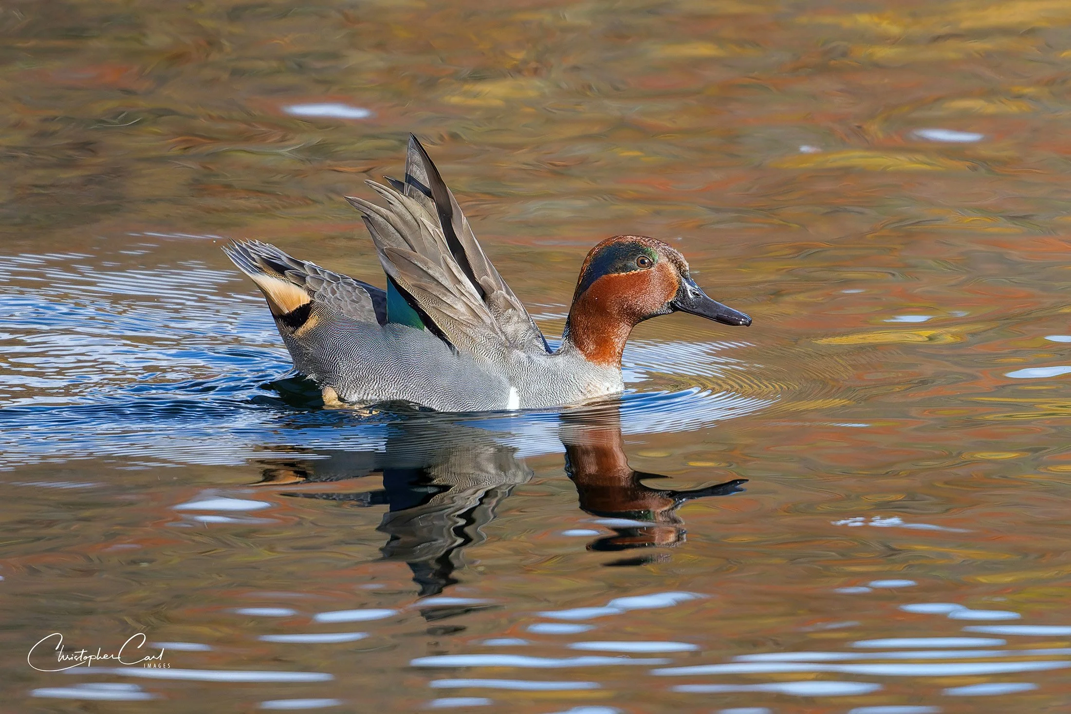 green winged teal drake oak 2025 2.jpg