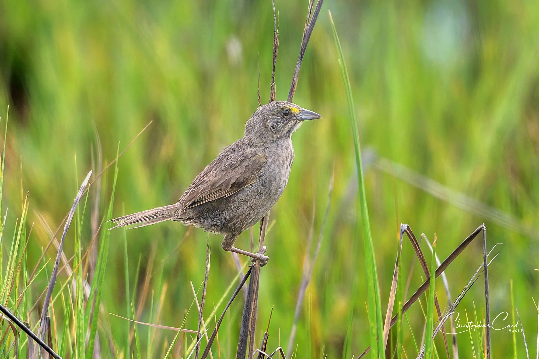 seaside sparrow fireplace neck 2025 20.jpg
