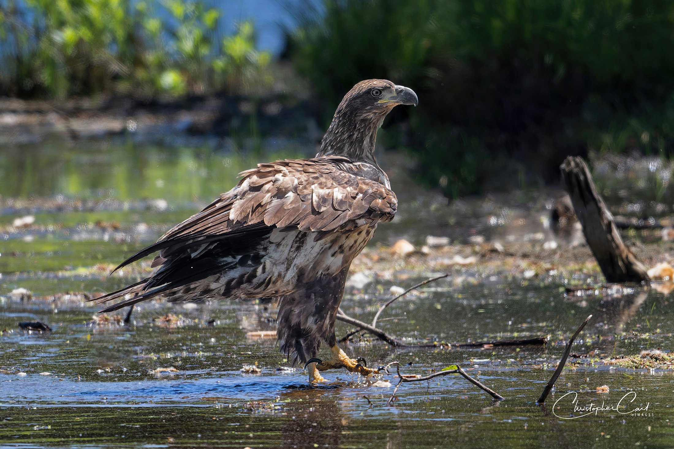 bald eagle river portrait southaven 2025 5.jpg