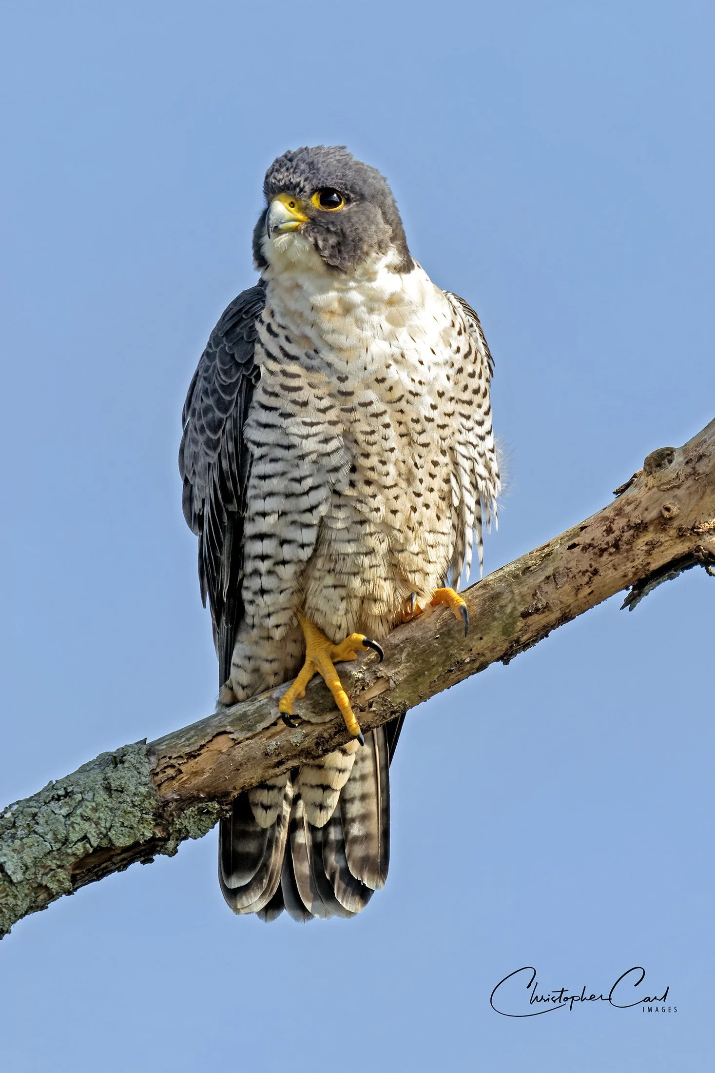 peregrine falcon heckscher perched 2023 11.jpg