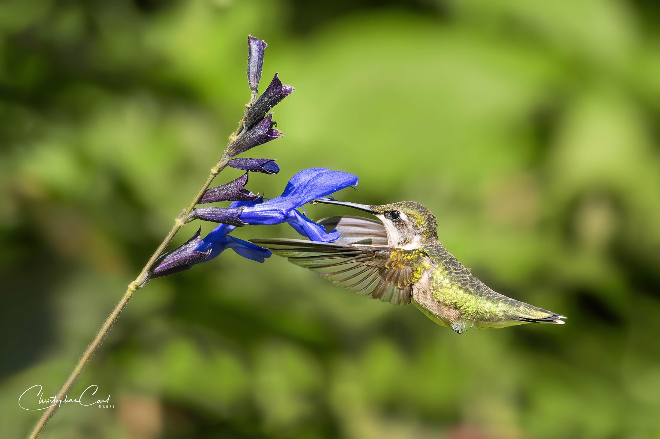 ruby throated hummingbird mnsa 2025 21.jpg