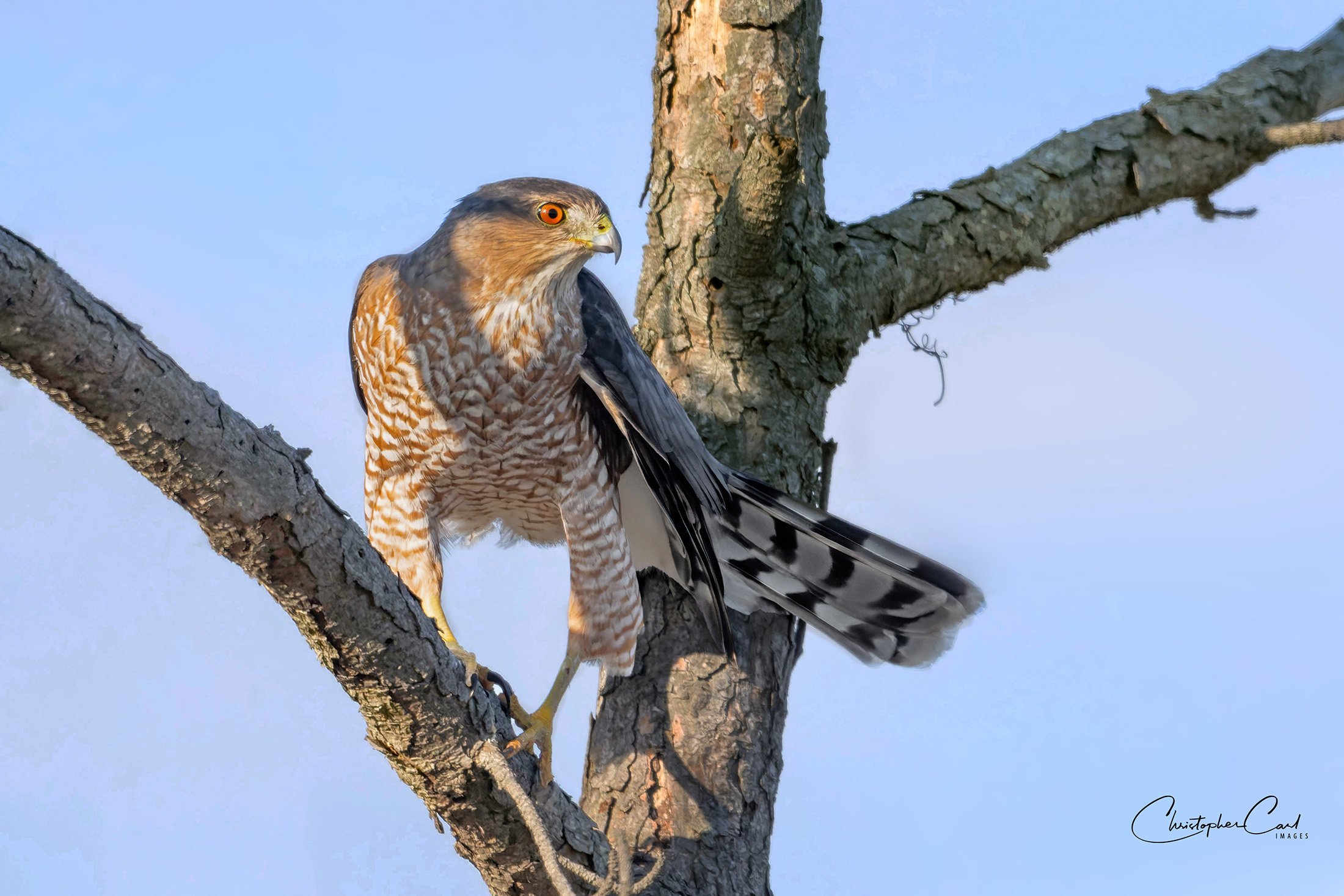coopers hawk perched bobby mo 2025 33.jpg