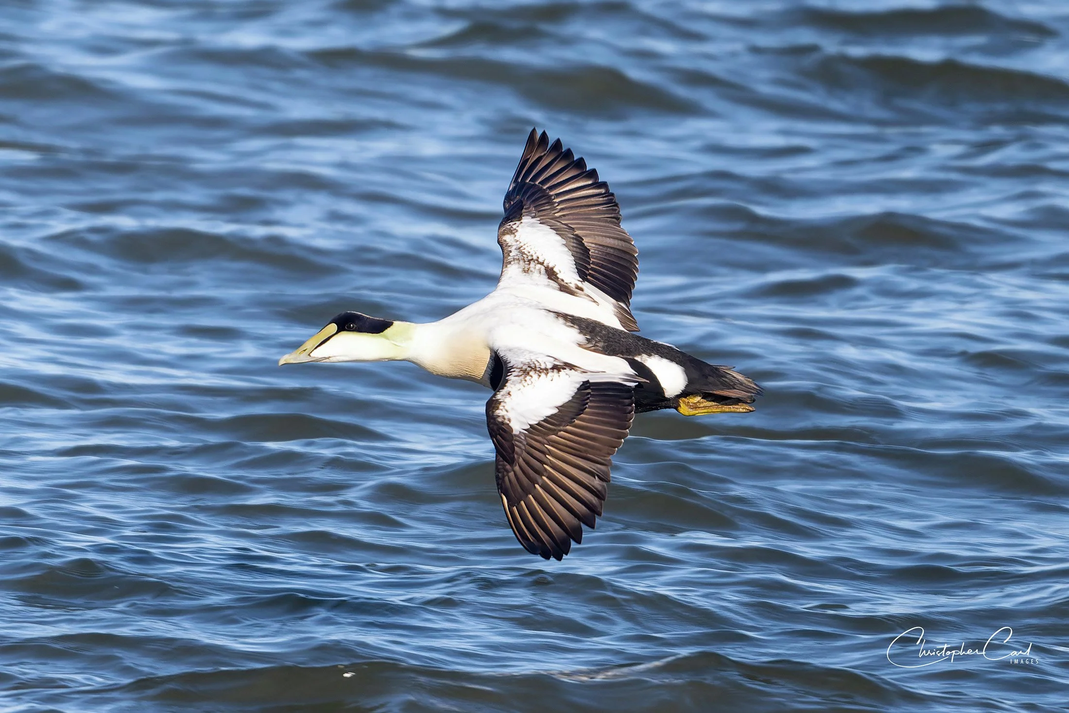common eider drake flight shin 2025 9.jpg