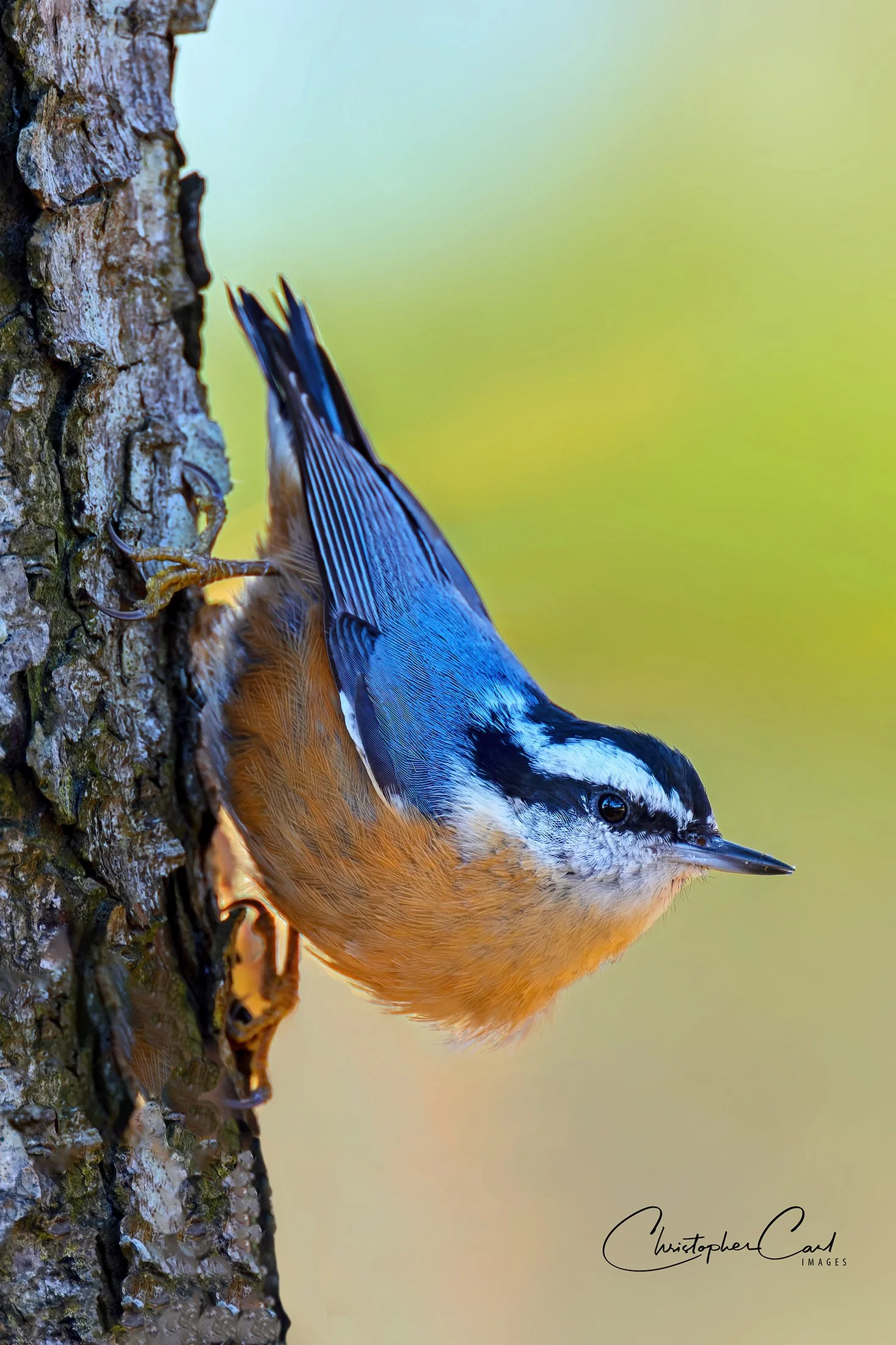 red breasted nuthatch bobby mo classic pose .jpg