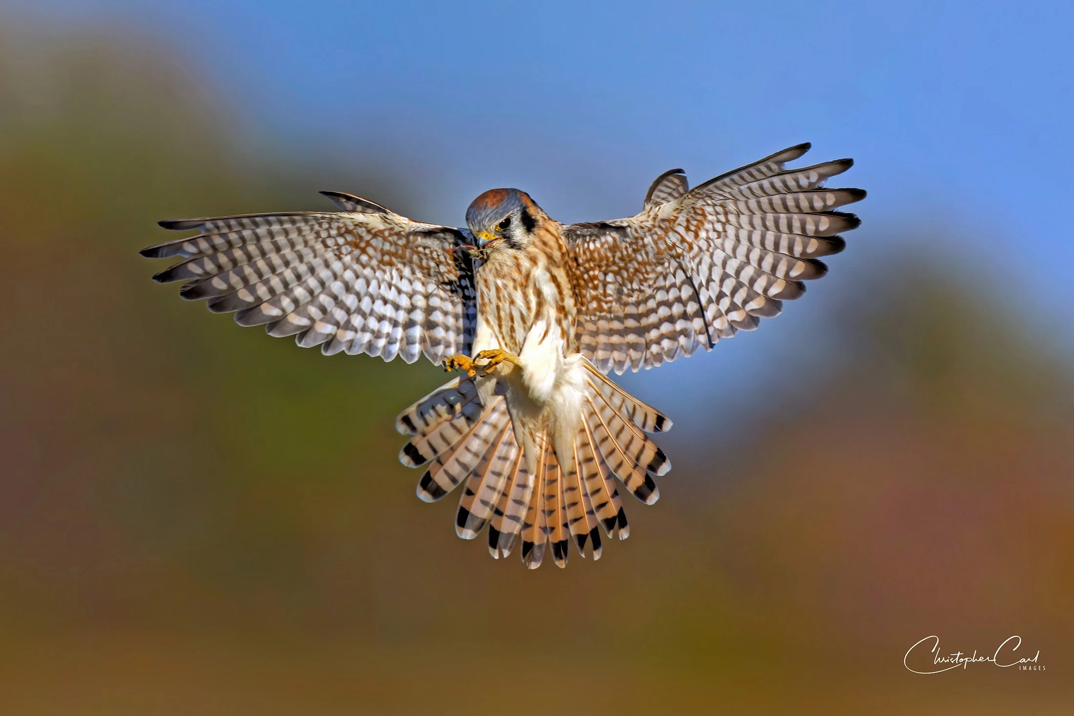 kestrel cricket hovering fbf 1.jpg