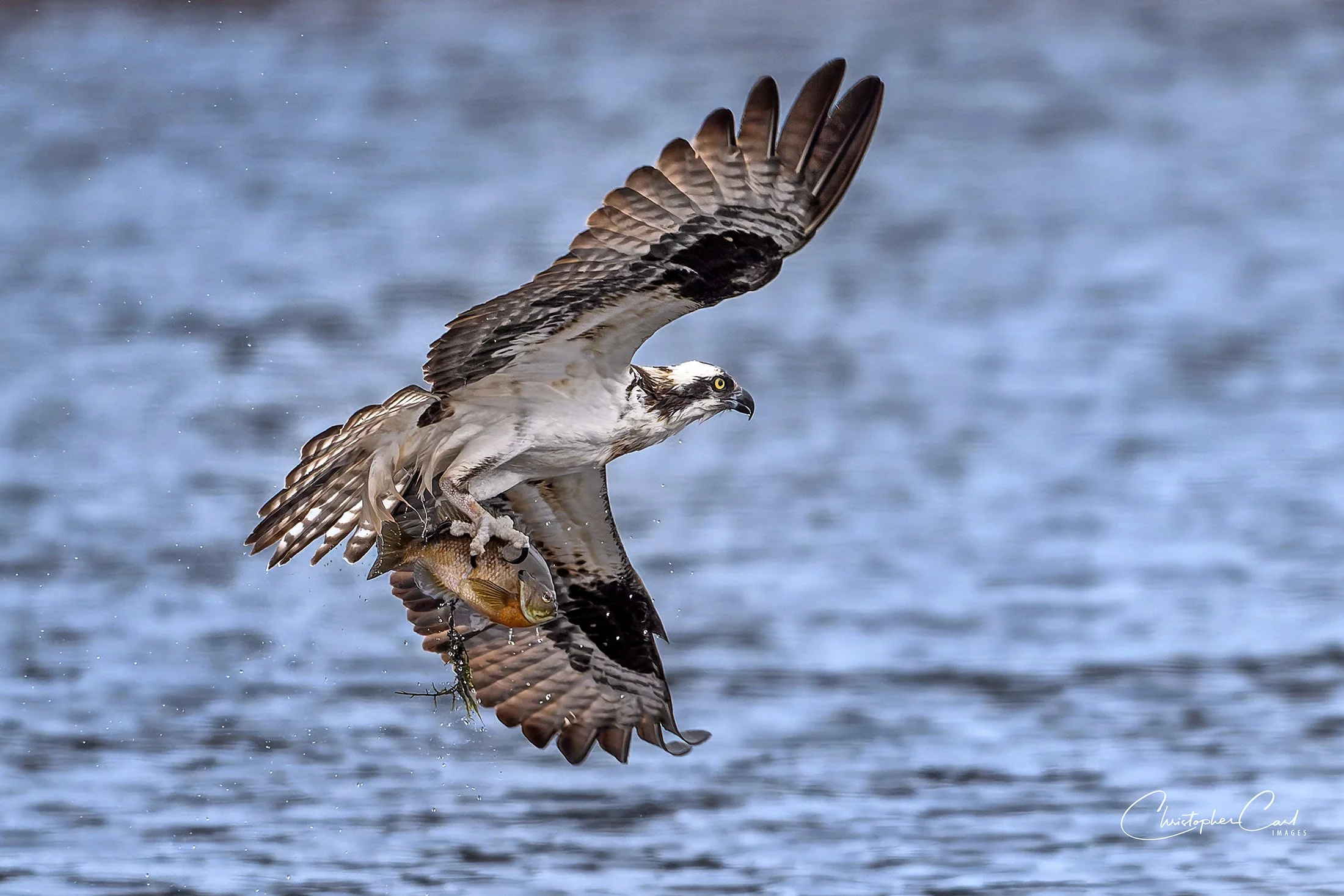 osprey bluegill southaven 2025 1.jpg