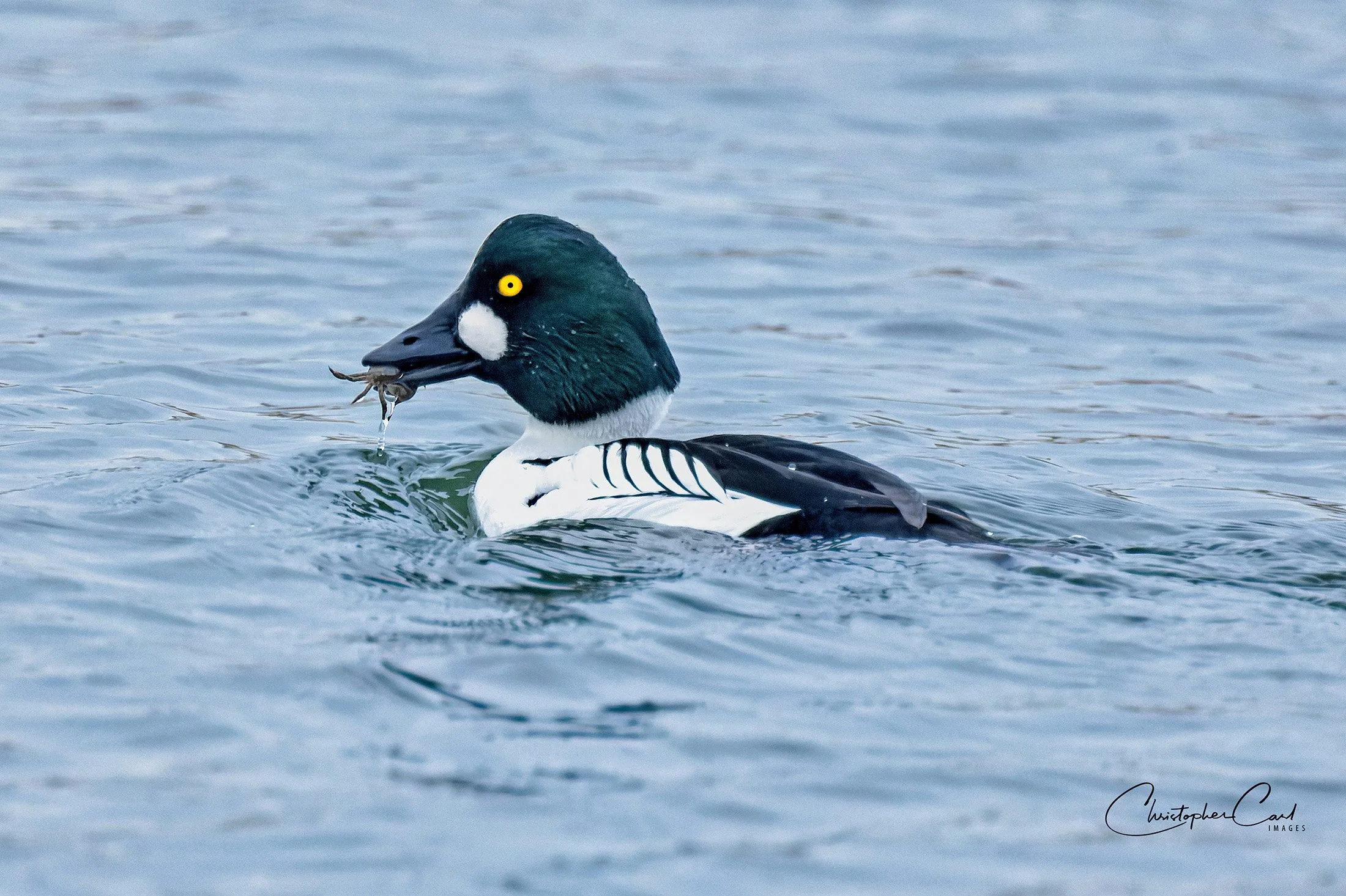 common goldeneye drake nissequougue crab  2.jpg