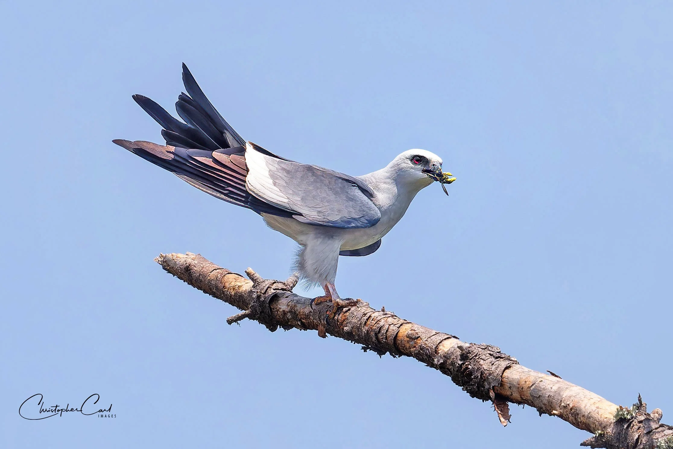 miss kite male perched bug HBSP 1.jpg