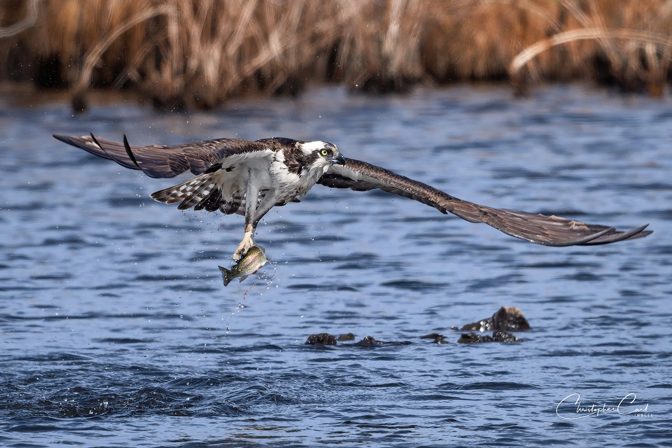osprey rainbow trout southaven 2025 1.jpg