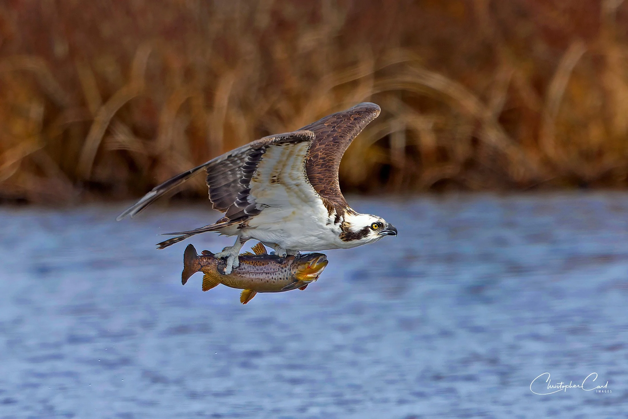 osprey brown trout flying southaven 8.jpg