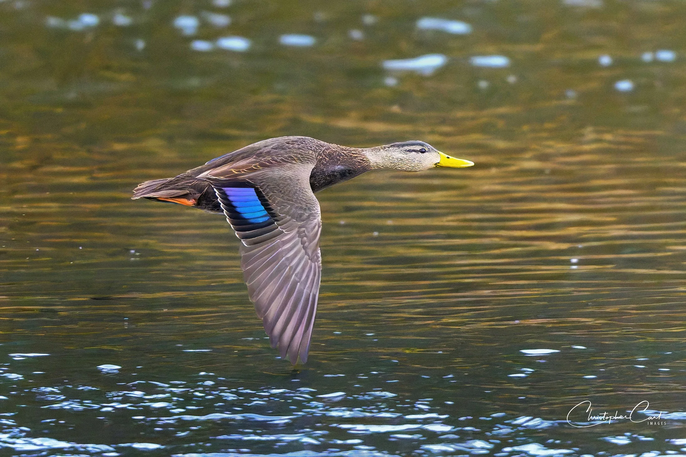 american black duck flight 2026 7.jpg