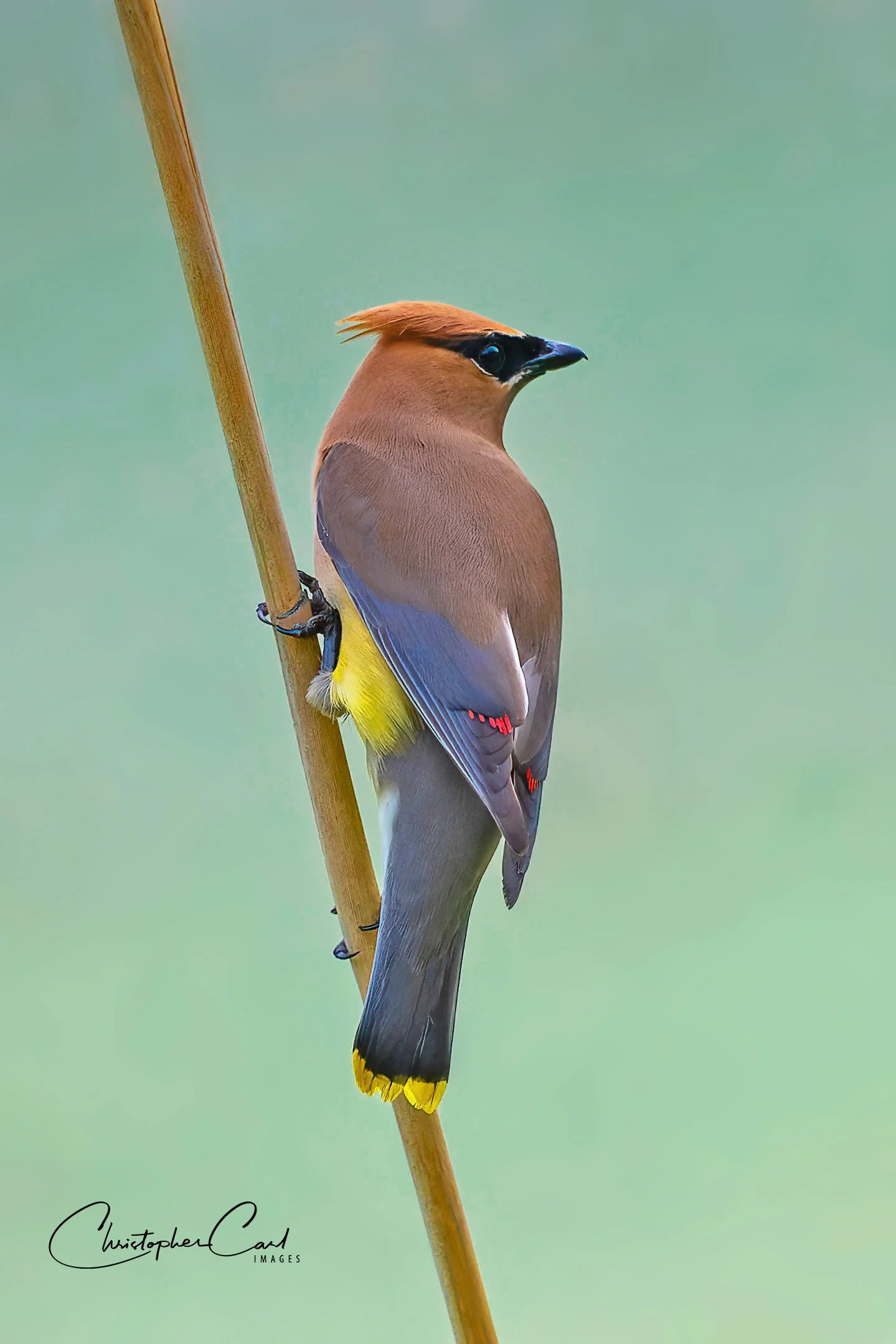 cedar waxwing oakland snag 4.jpg