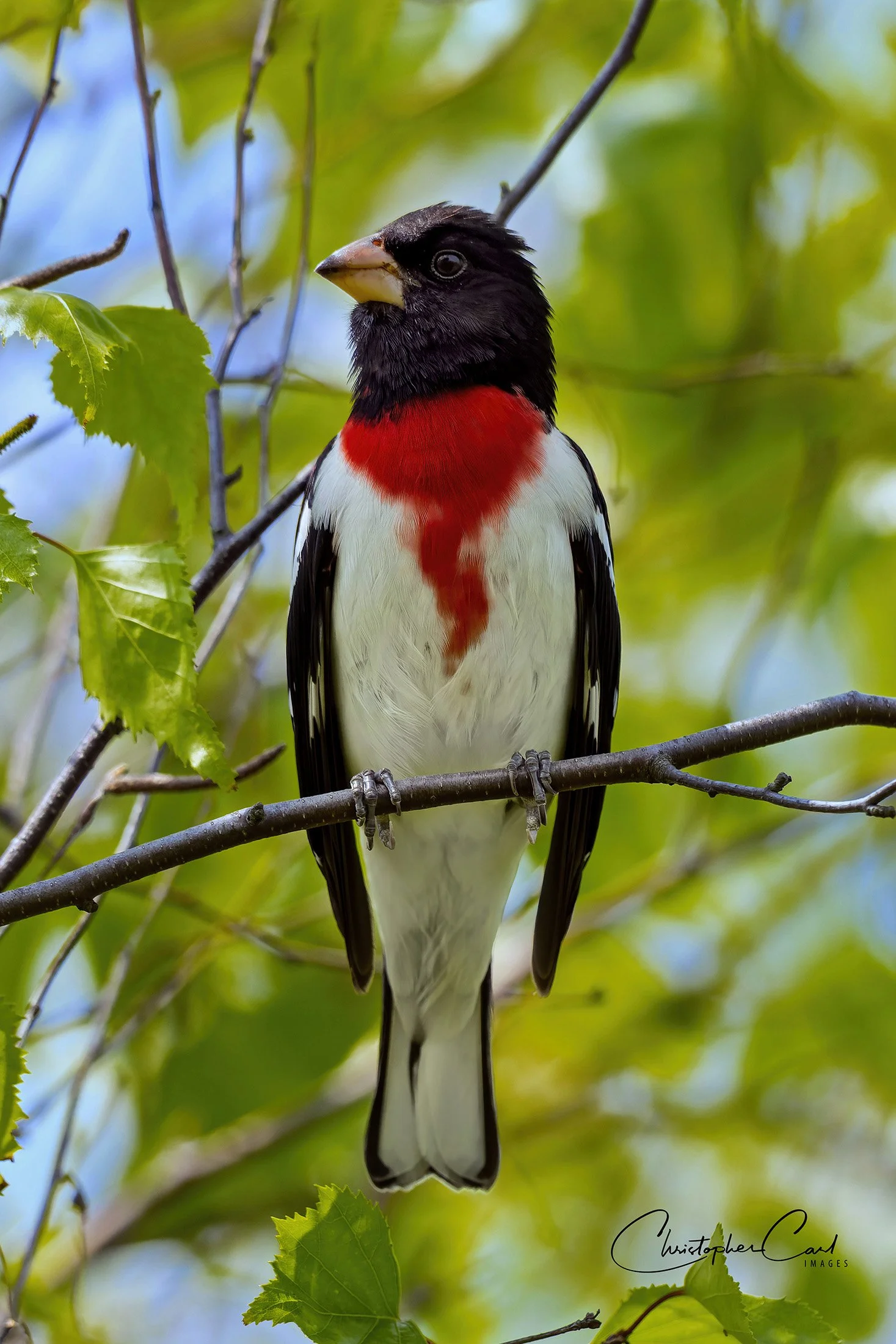 rose breasted grosbeak lido 1.jpg