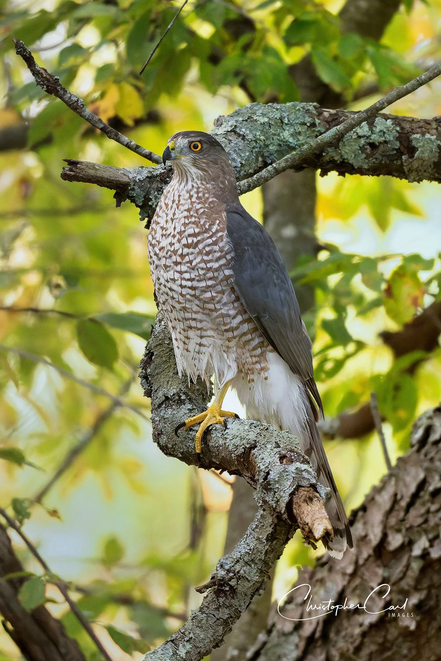 coopers hawk yard perched 2025 9.jpg