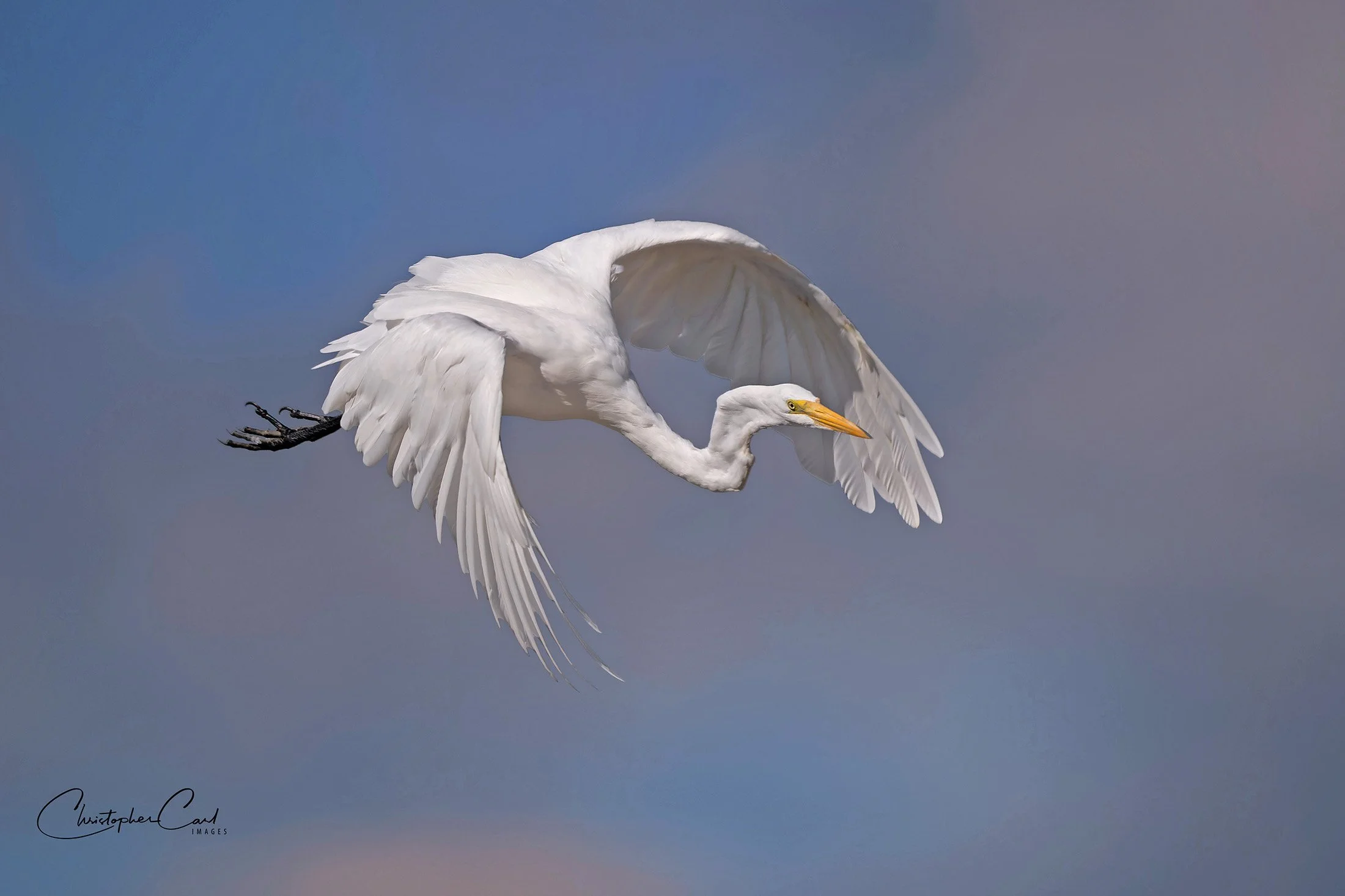 great egret launch tree sunken 2024 2.jpg