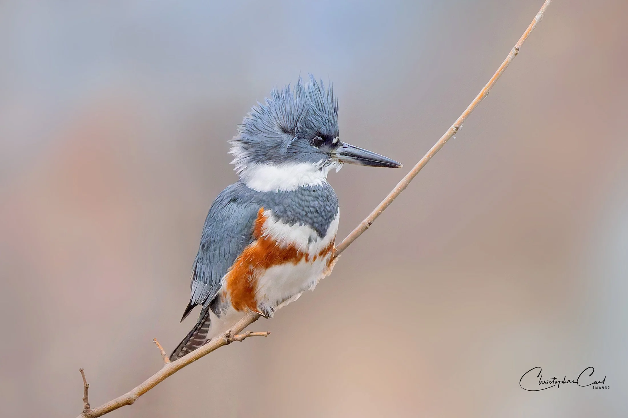 belted kingfisher portrait spring 2026 22.jpg