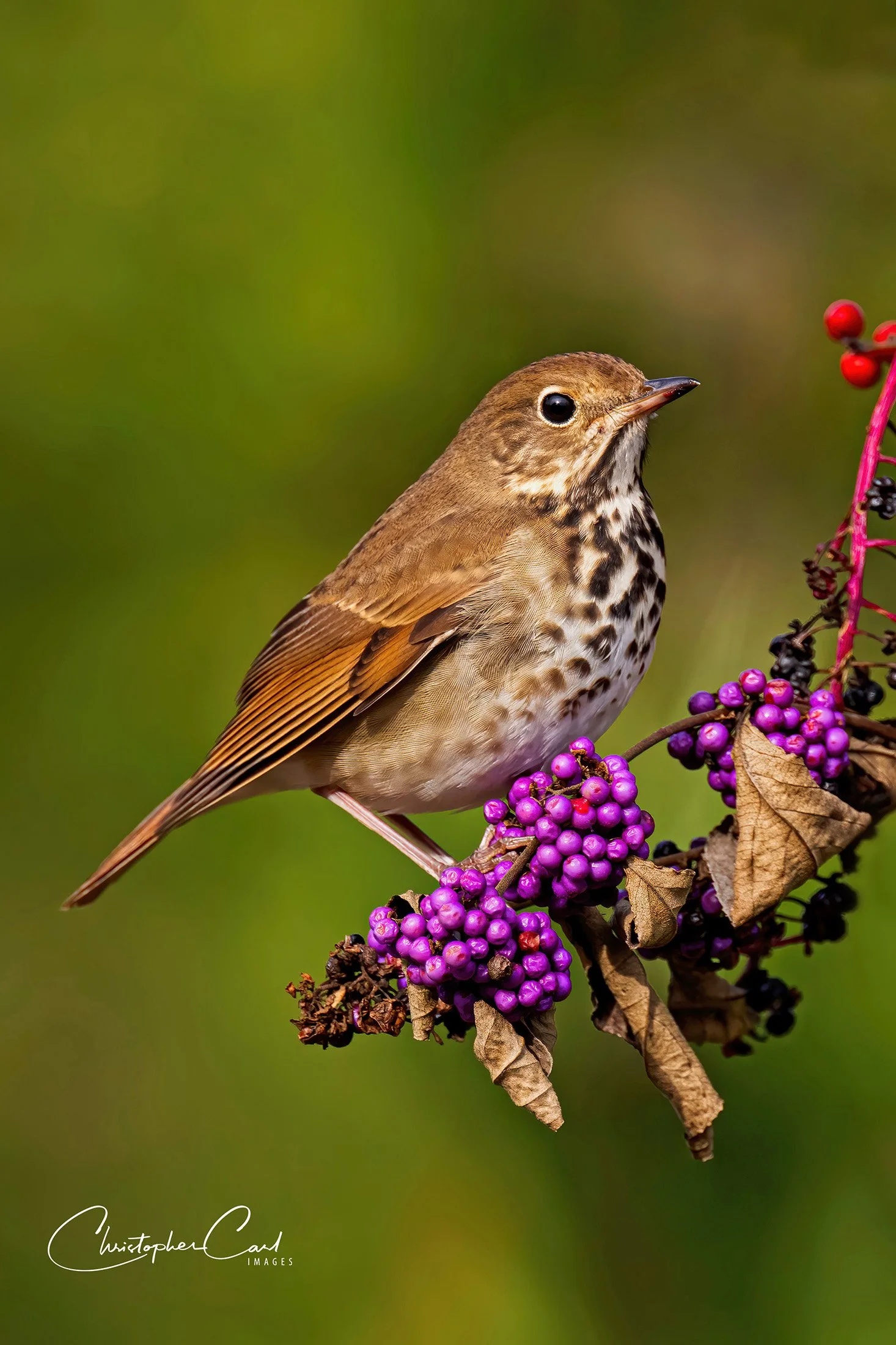 hermit thrush berries.jpg