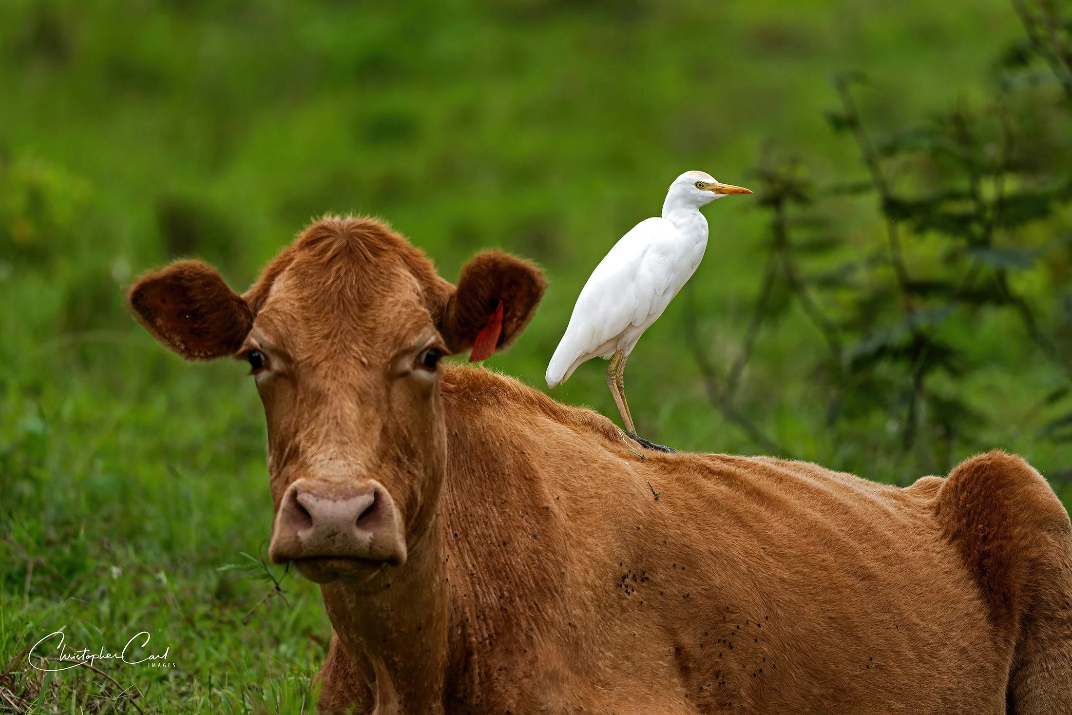 cattle egret on cow puerto rico 1.jpg