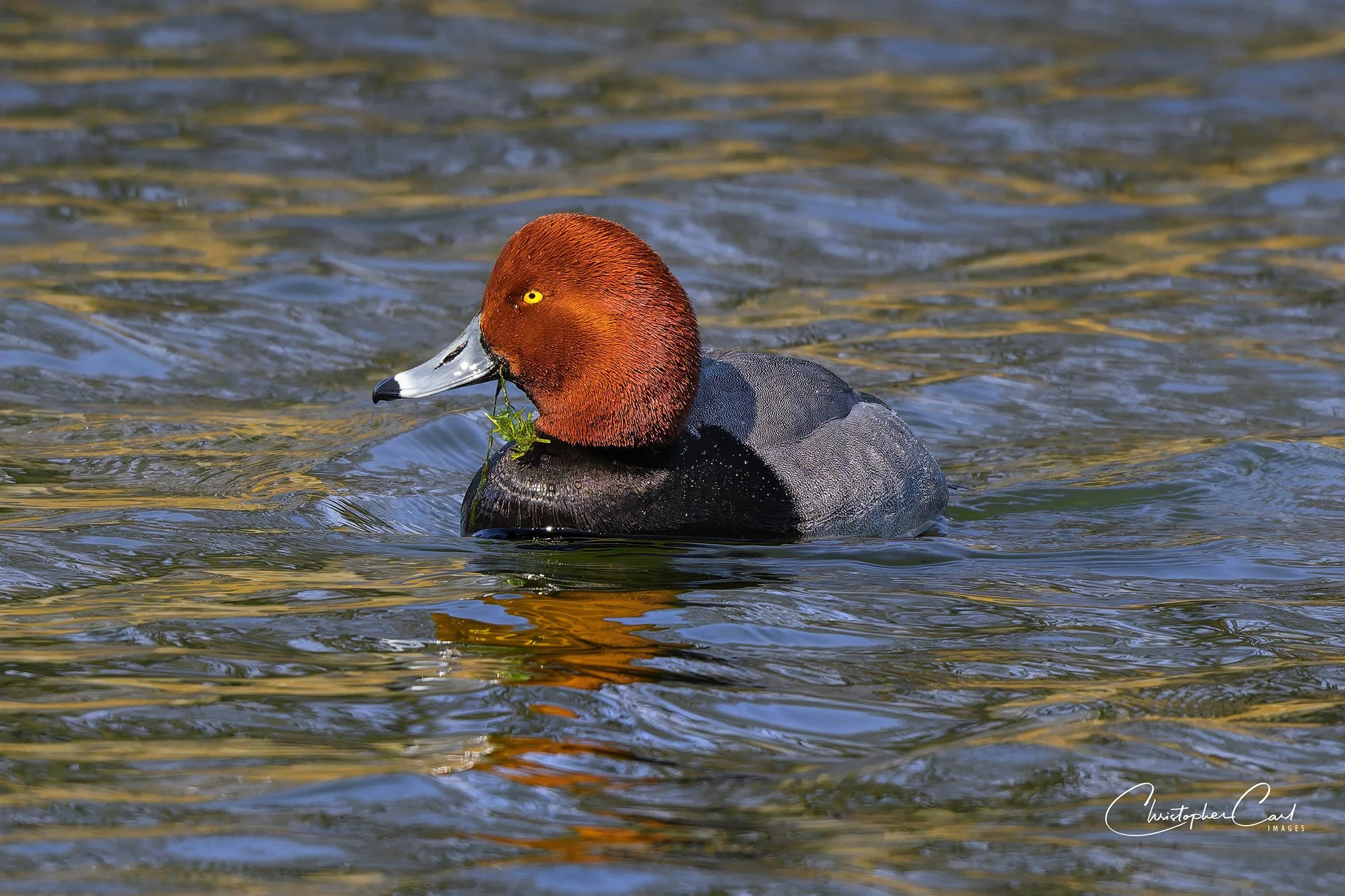 redhead drake crotona 2025 9.jpg