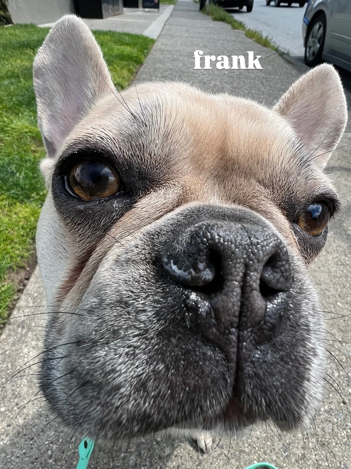 It with a heavy heart that we share the sudden passing of our good friend Frank. 

Every week, he came in like a hurricane, bringing the &ldquo;Wednesday energy&rdquo; everyone hears about. Not a dull moment passed when he was in our care. He never d