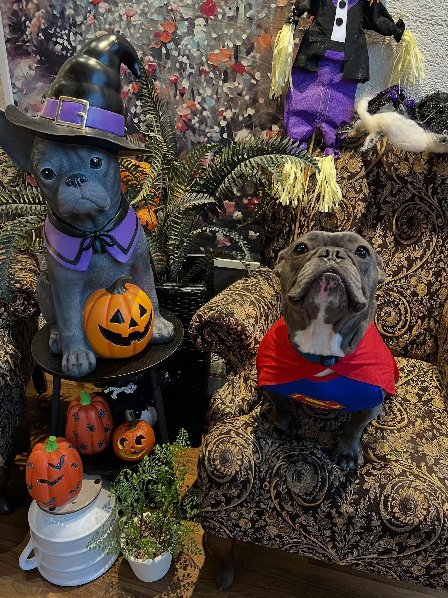 Some of the honourable mentions from this years Costume Parade! Wishing you all a Happy Halloween with plenty of treats! 

#dogcostume #doggydaycare #dogsofvancouver #halloweencostume #happyhalloween #besthalloweencostume