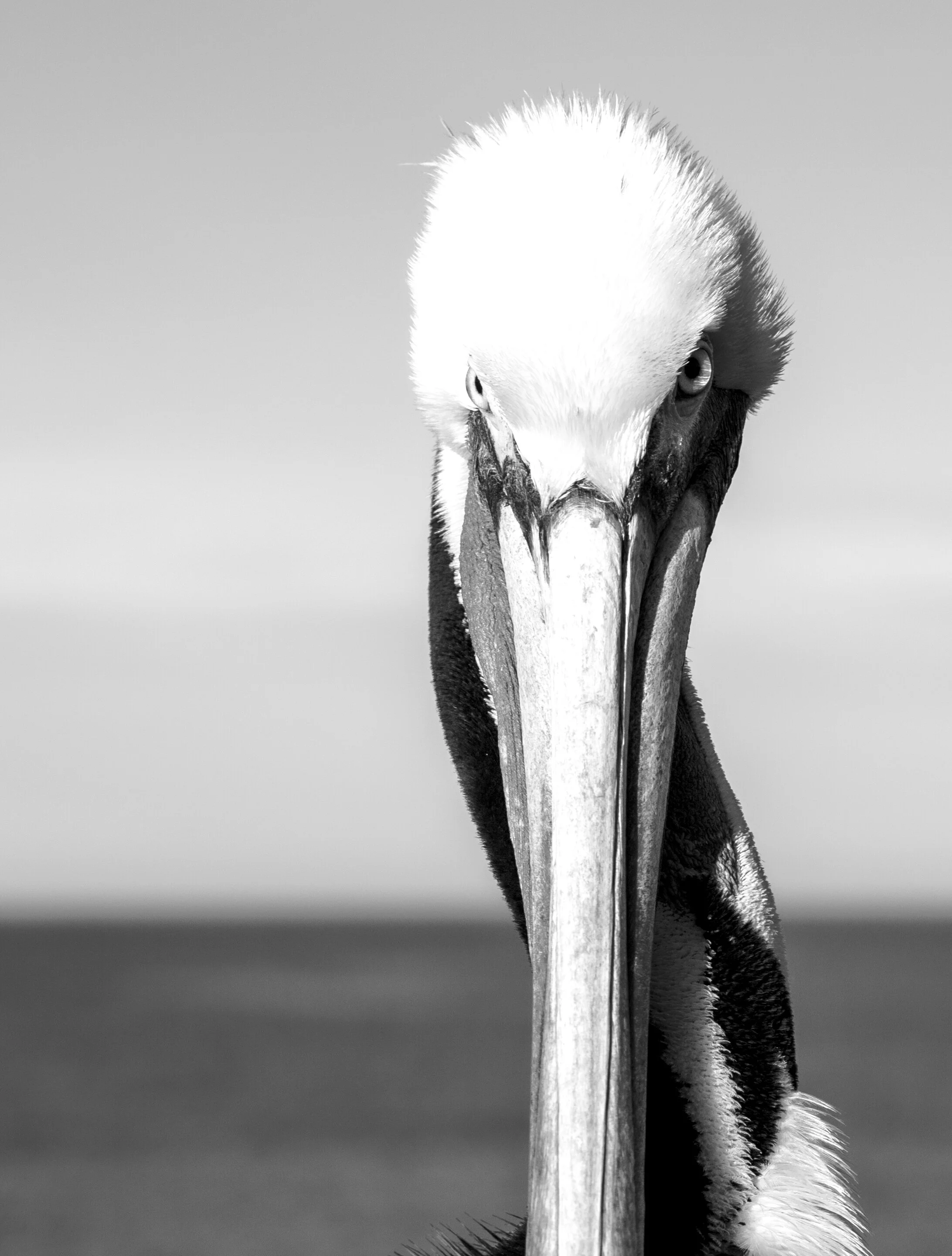 Bird3BWSep2020.jpg