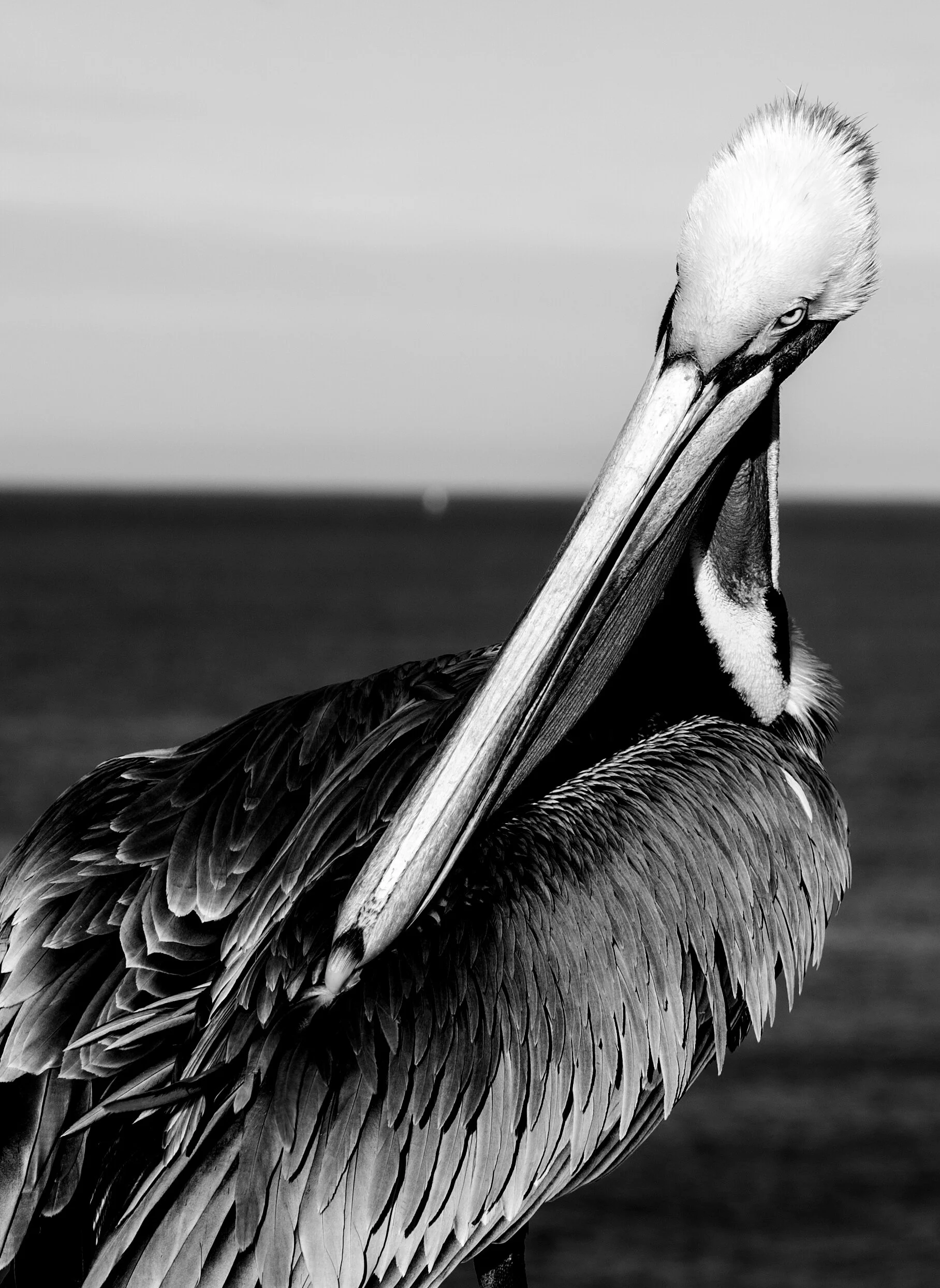 BirdBWSep2020b.jpg