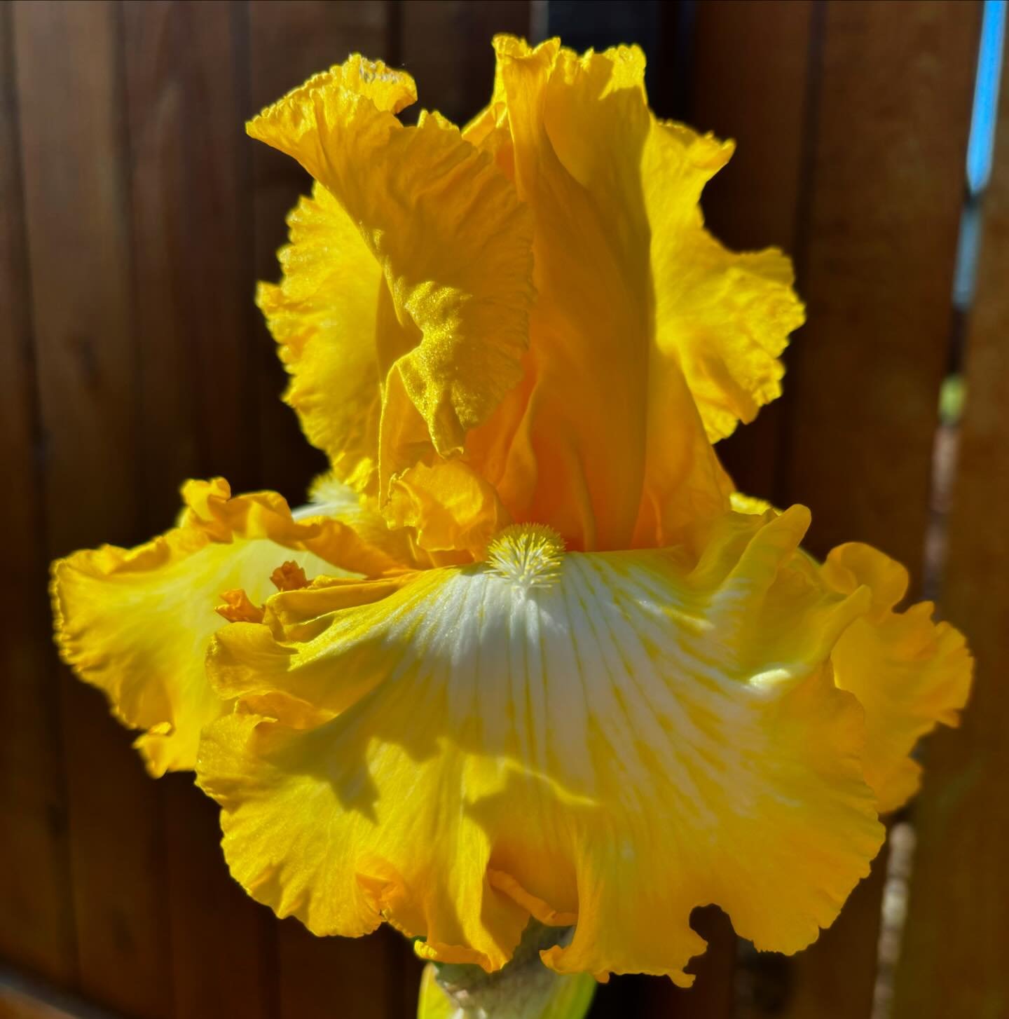first iris bloom ever in the garden💛.
