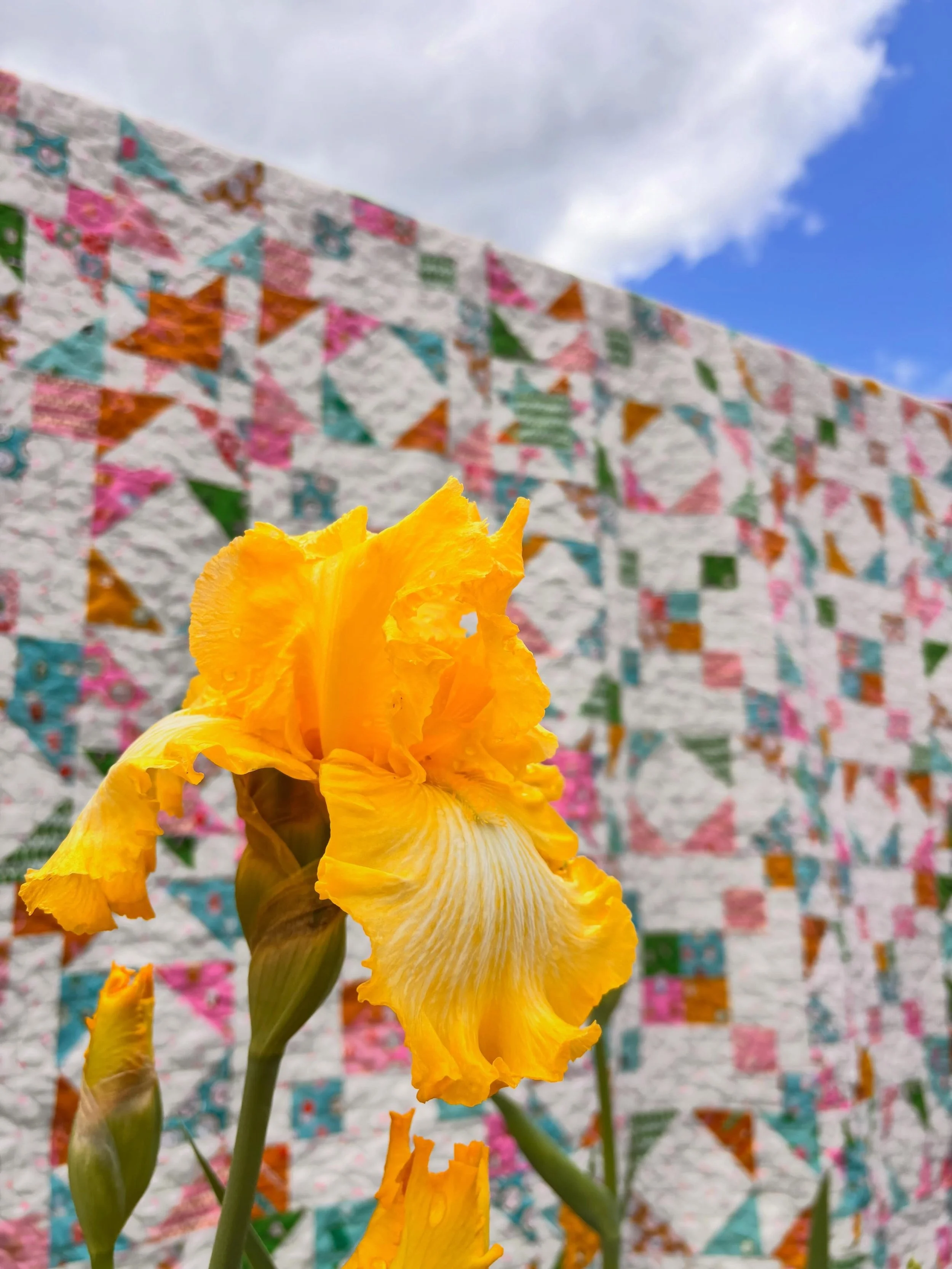 shine so bright quilt + my favorite @schreinersgardens iris💛