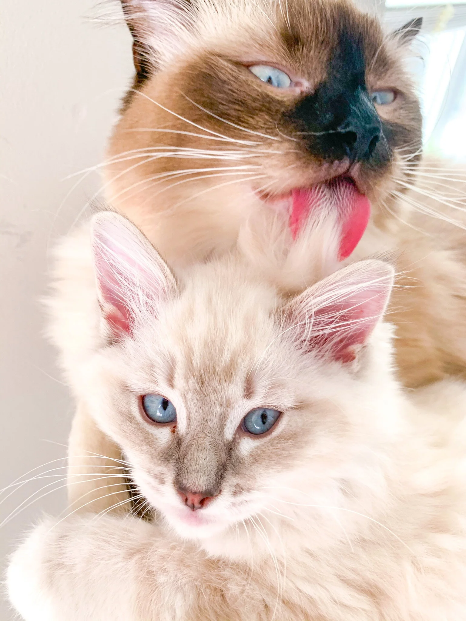 Photo courtesy of @lilaandlucy