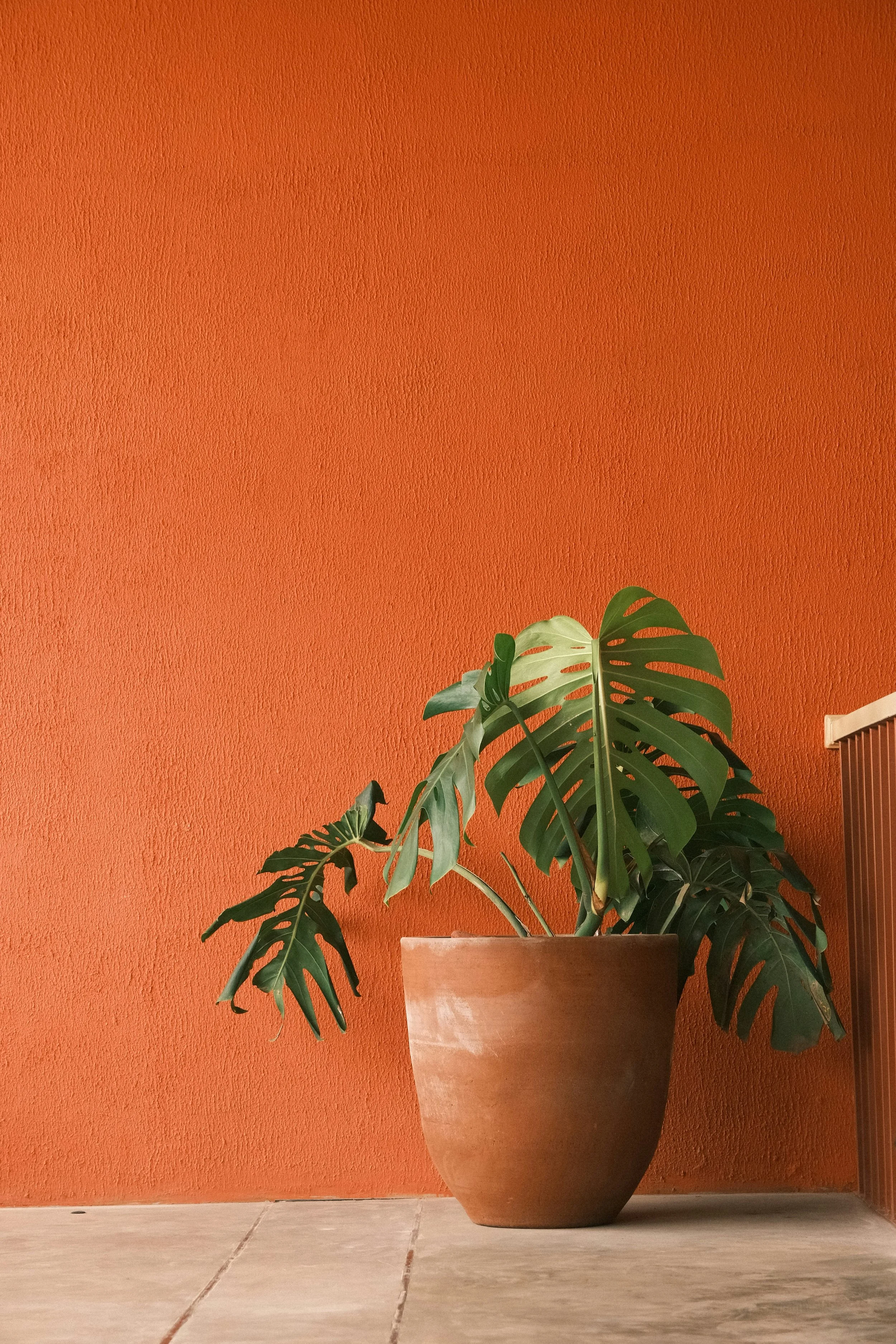 A monstera plant in a pot sits on the ground in front of an orange wall