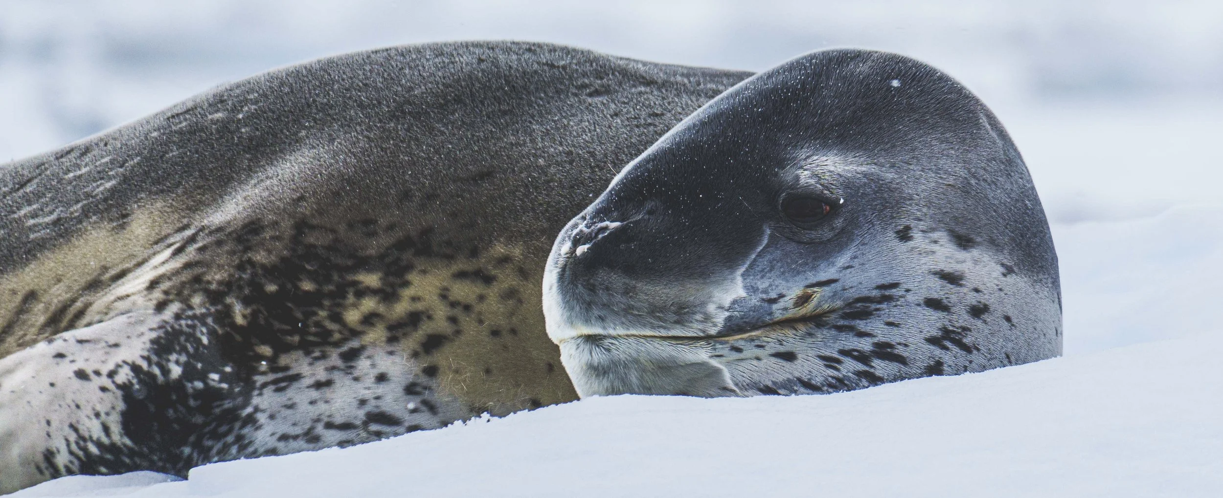 Lepard Seal at Rest.jpg